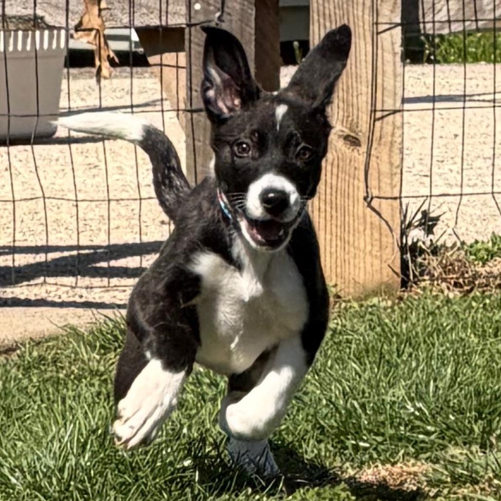 Enlarge Latte, a Adoptable Shepherd in West Chester, PA image 6/6