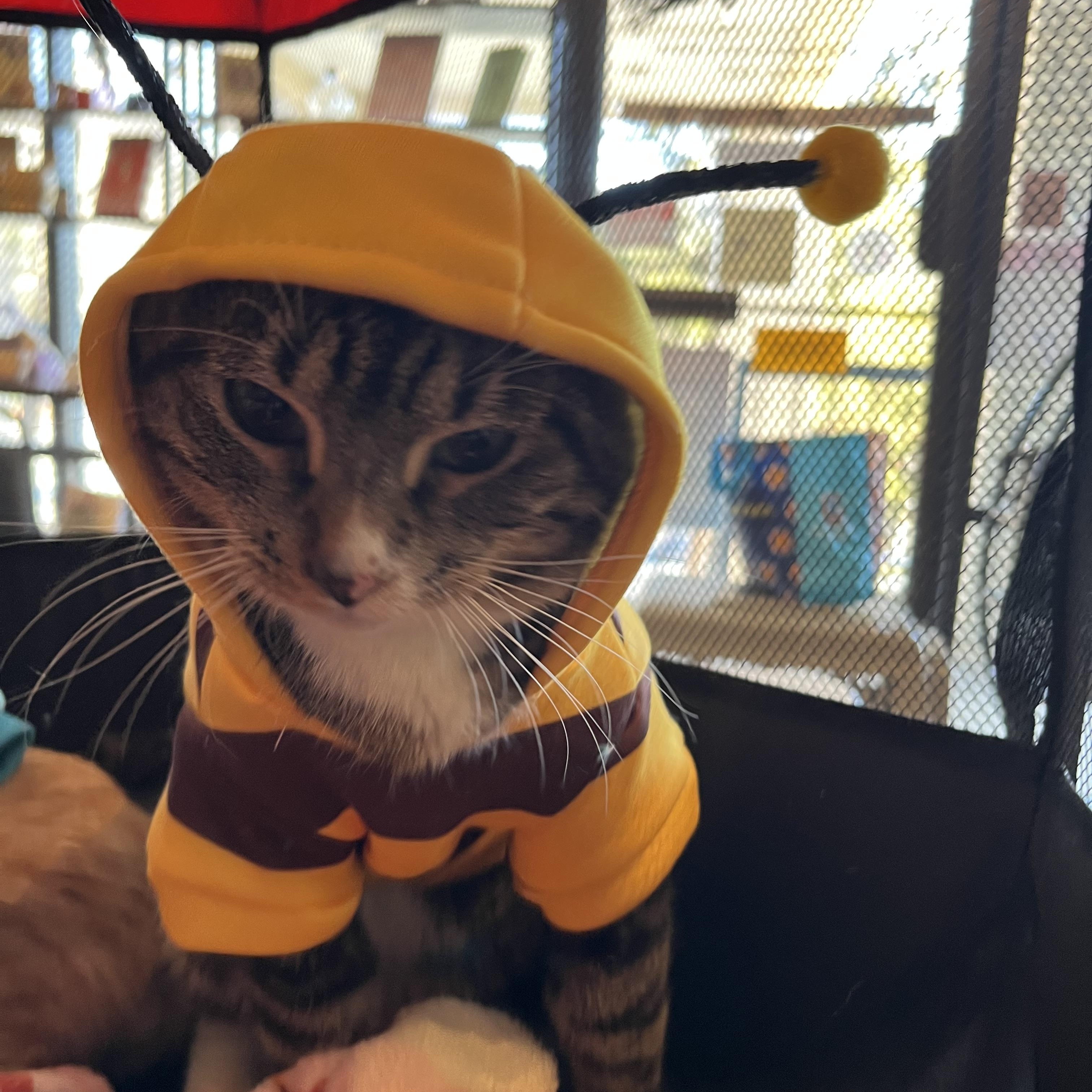 Enlarge Frodo, a Adoptable Tabby in Marion, NC image 3/6