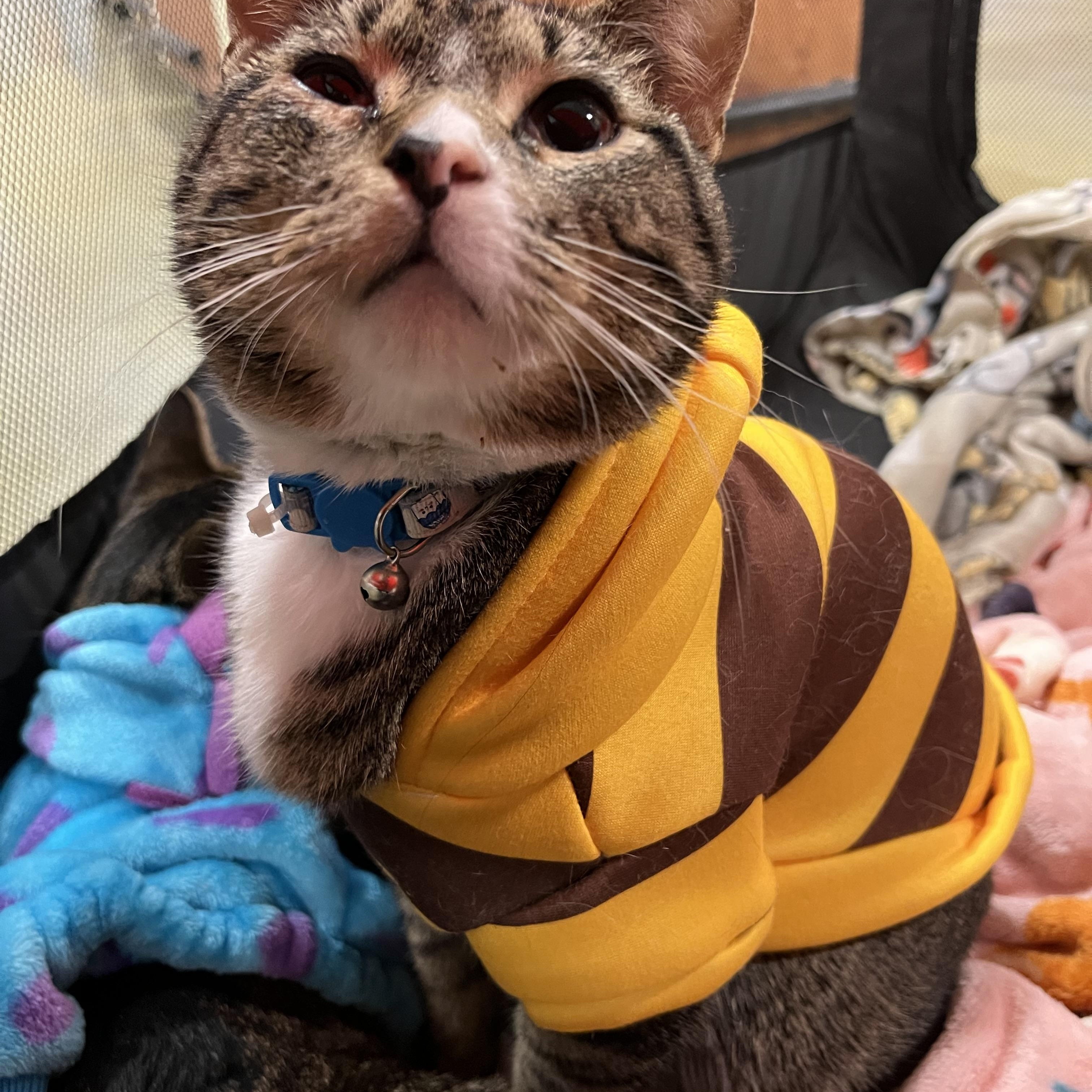 Frodo, Adoptable, Young Male Tabby.