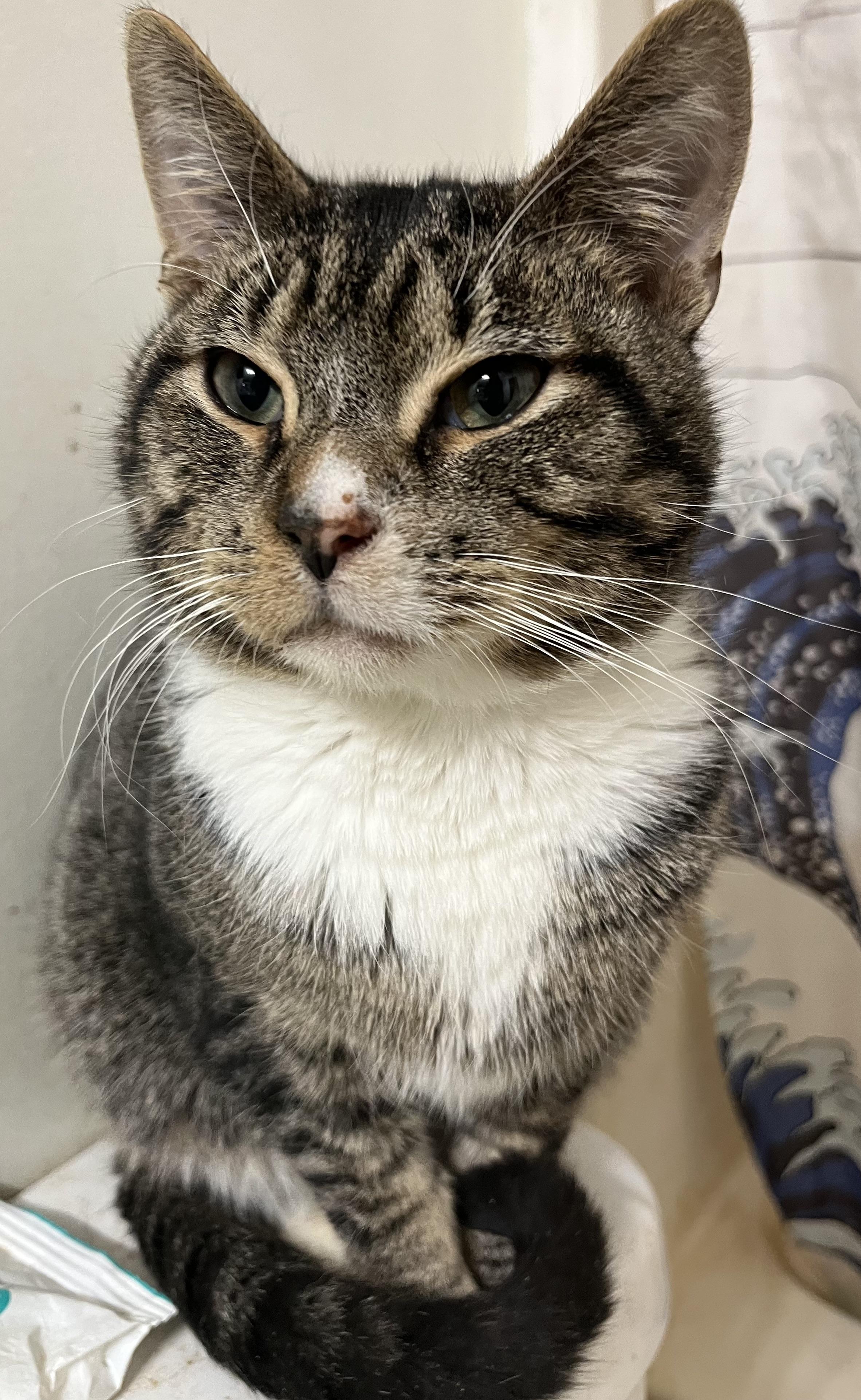 Enlarge Frodo, a Adoptable Tabby in Marion, NC image 6/6