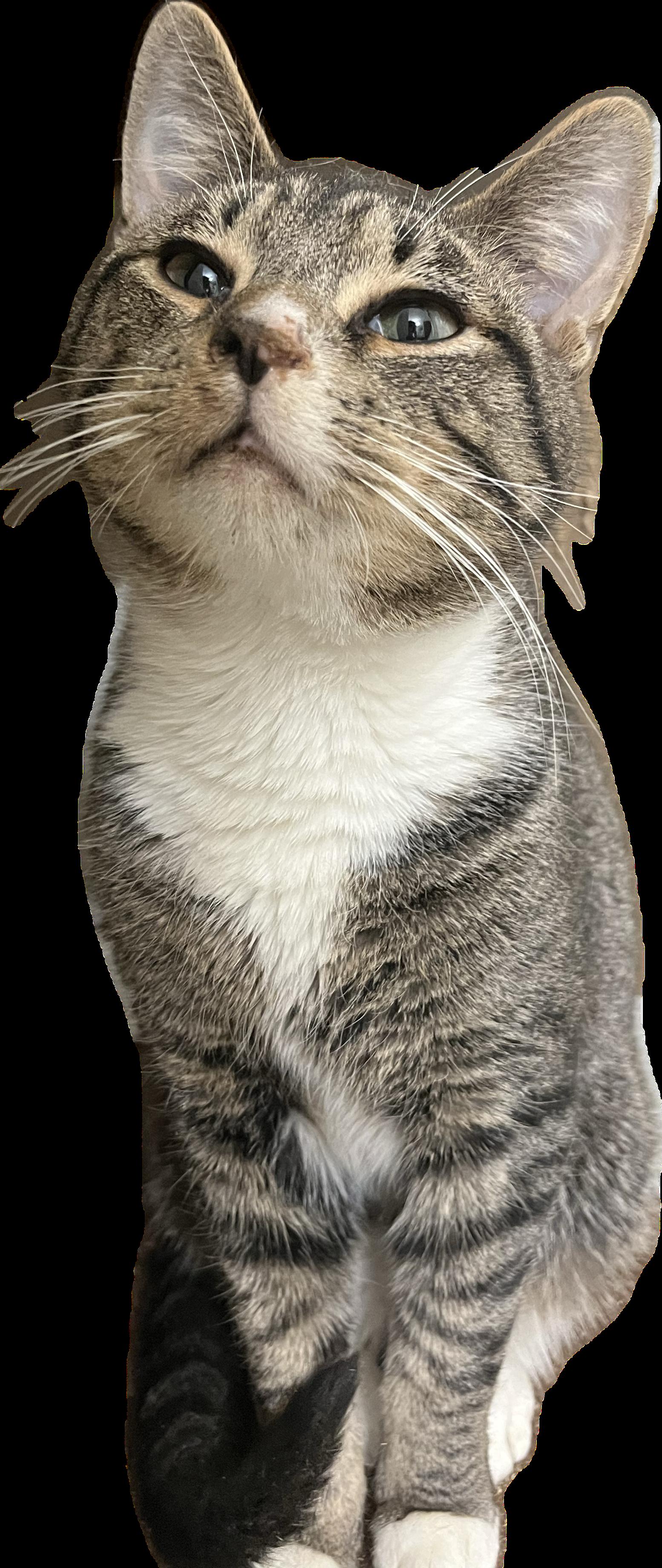 Enlarge Frodo, a Adoptable Tabby in Marion, NC image 5/6