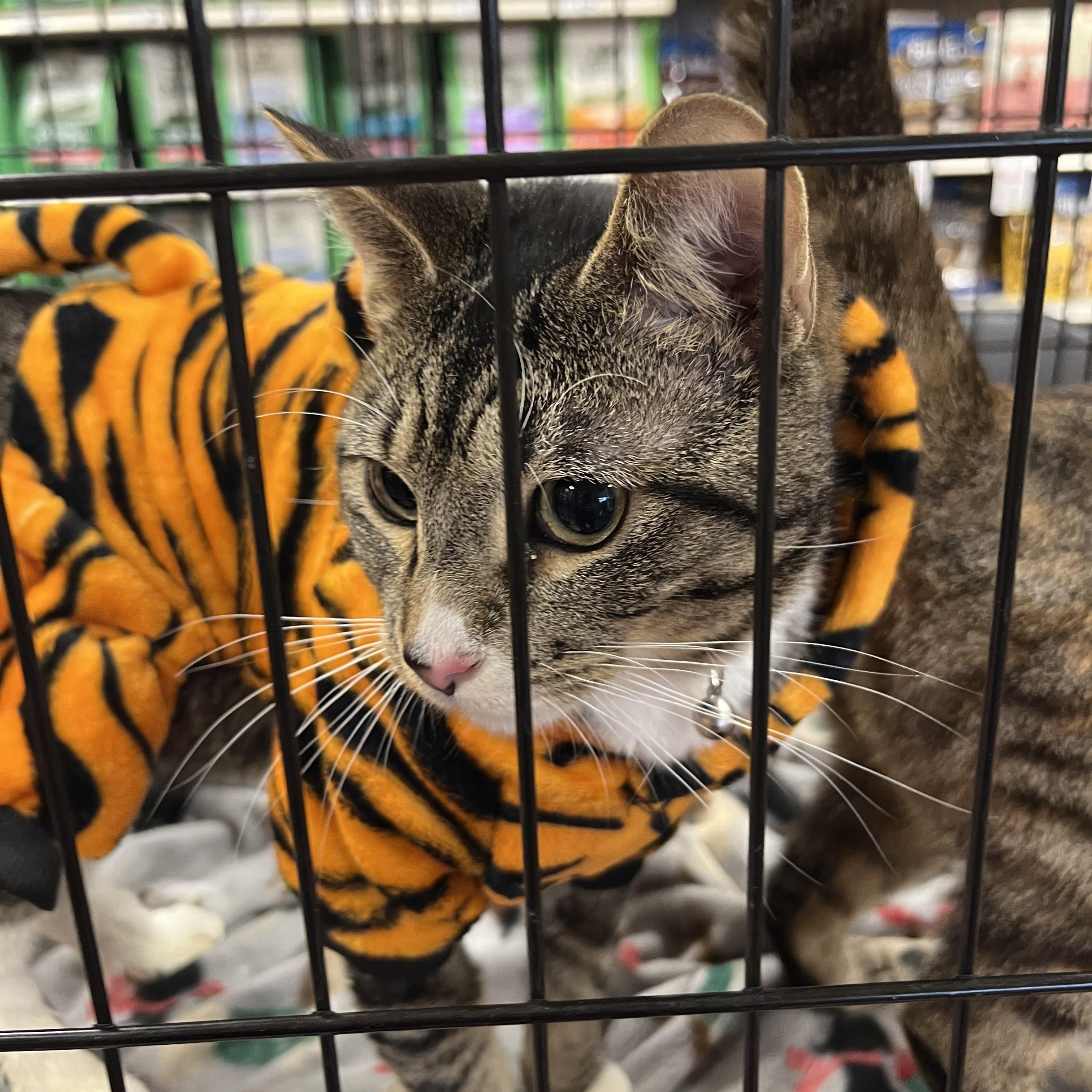 Enlarge Frodo, a Adoptable Tabby in Marion, NC image 4/6