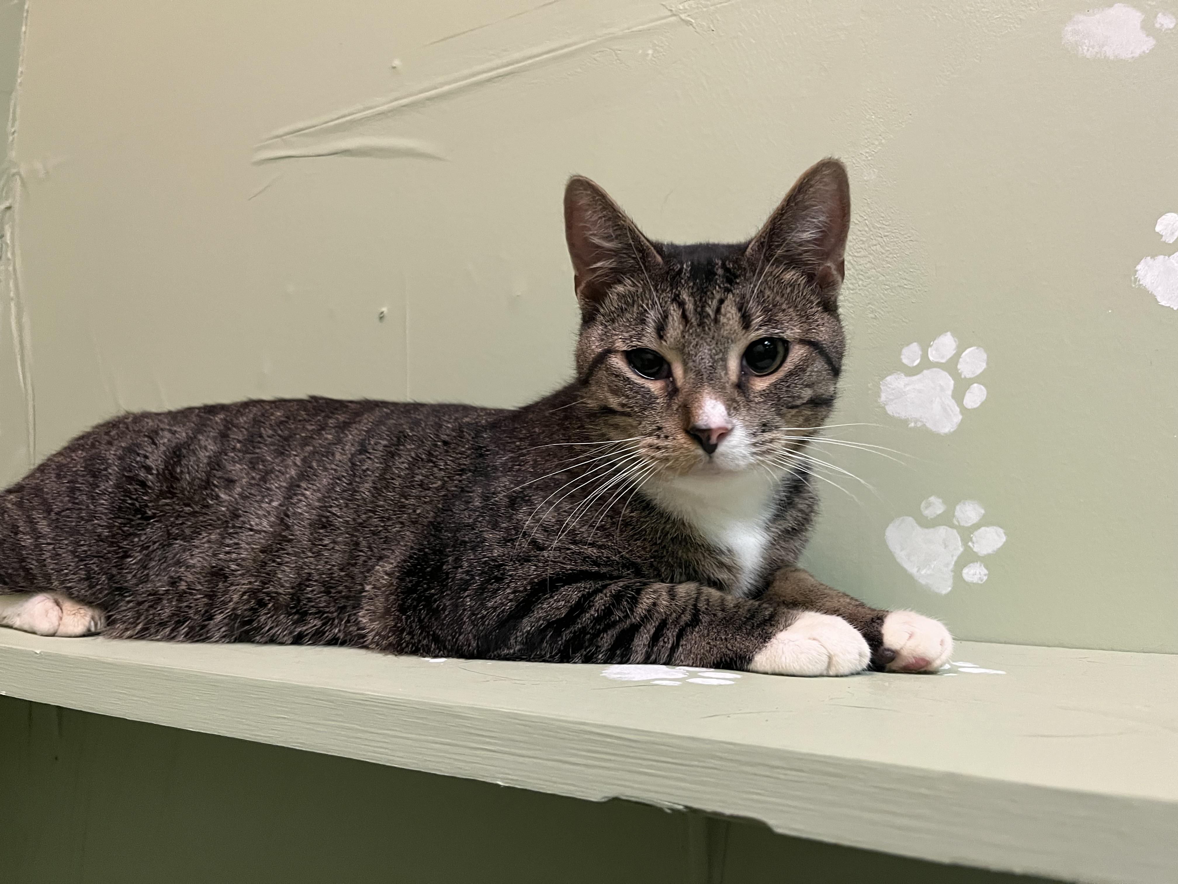 Enlarge Frodo, a Adoptable Tabby in Marion, NC image 2/6