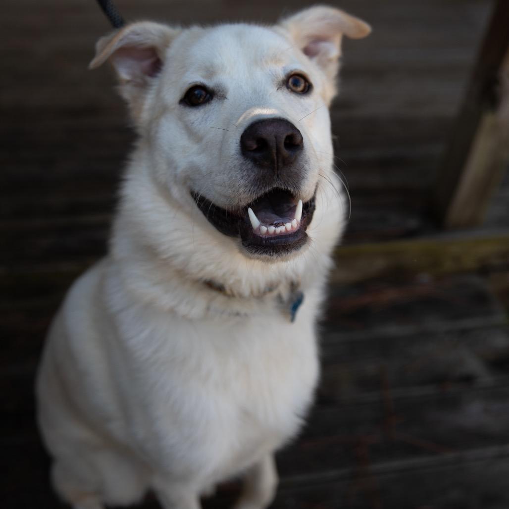 Kevin, Adoptable, Young Male Husky & Great Pyrenees.
