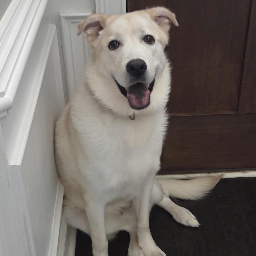 Kevin, a Adoptable mixed breed in Huntsville, AL image 1/5