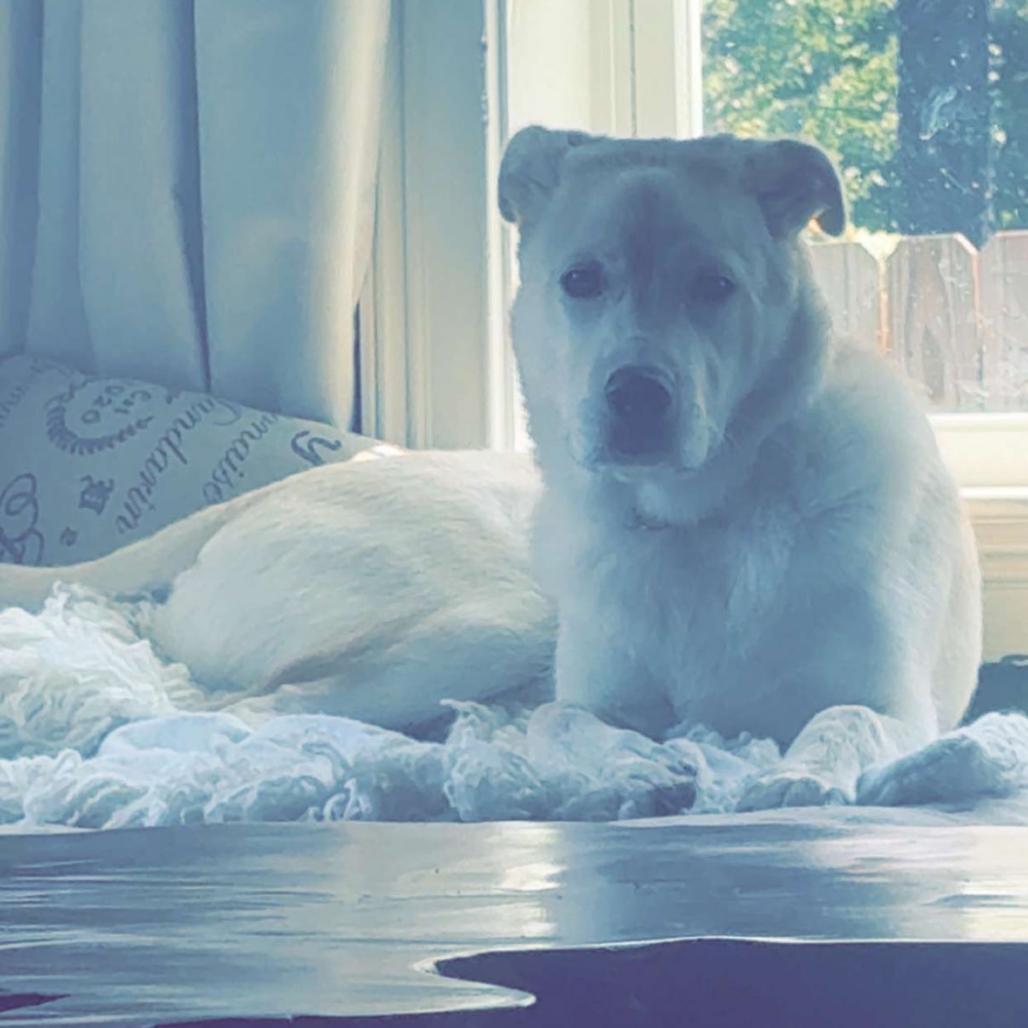 Kevin, a Adoptable mixed breed in Huntsville, AL image 2/5