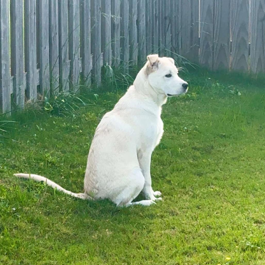 Kevin, a Adoptable mixed breed in Huntsville, AL image 3/5