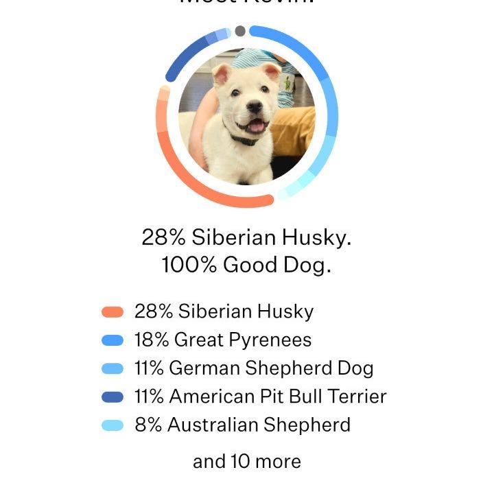 Kevin, a Adoptable mixed breed in Huntsville, AL image 4/5