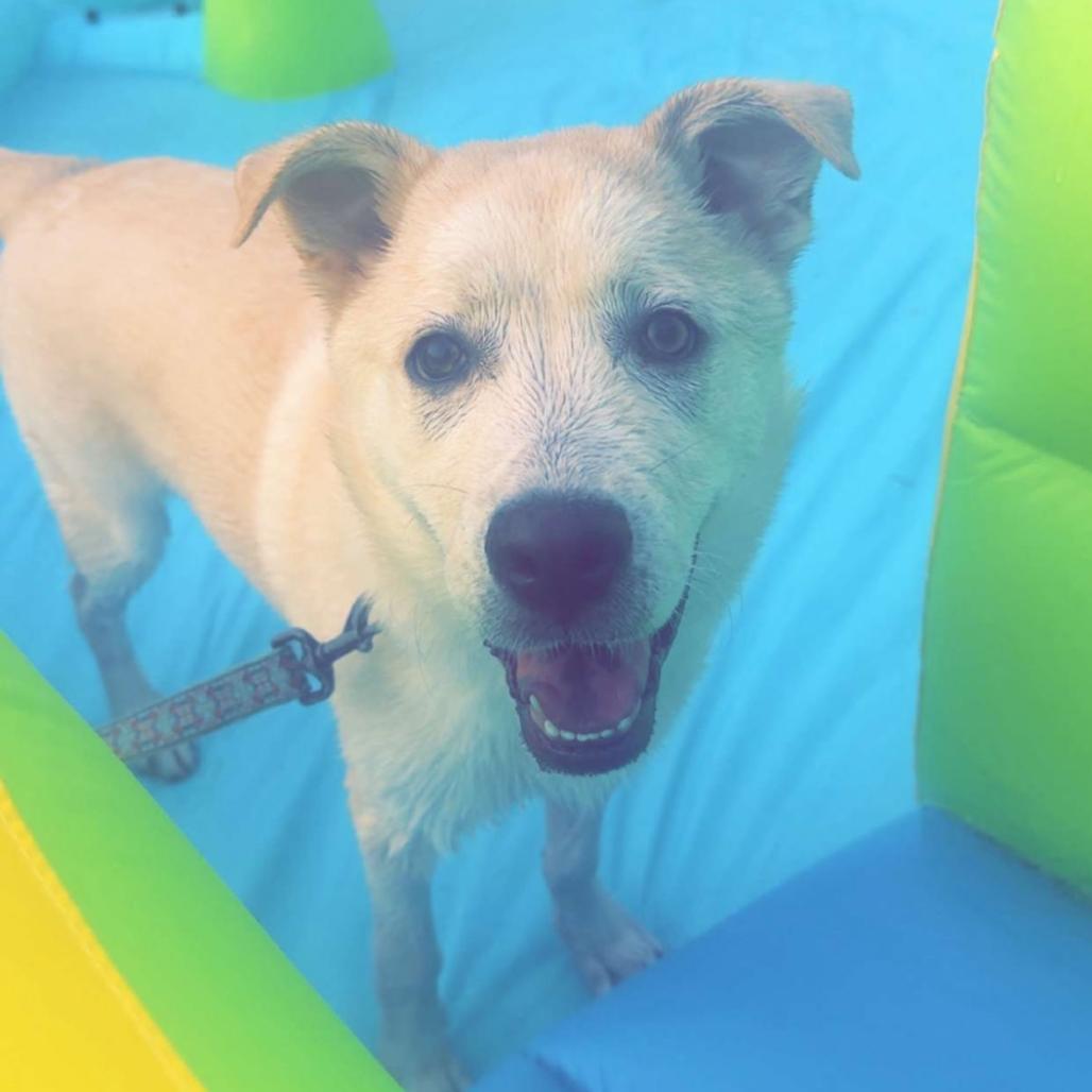 Kevin, a Adoptable mixed breed in Huntsville, AL image 5/5