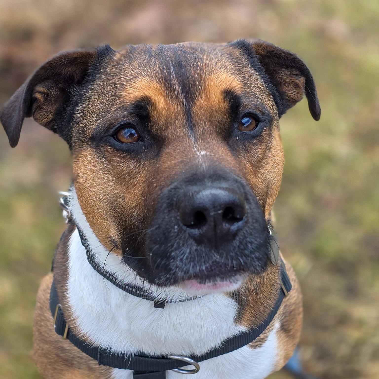 Enlarge Beso, a Adoptable mixed breed in Phoenixville, PA image 1/6