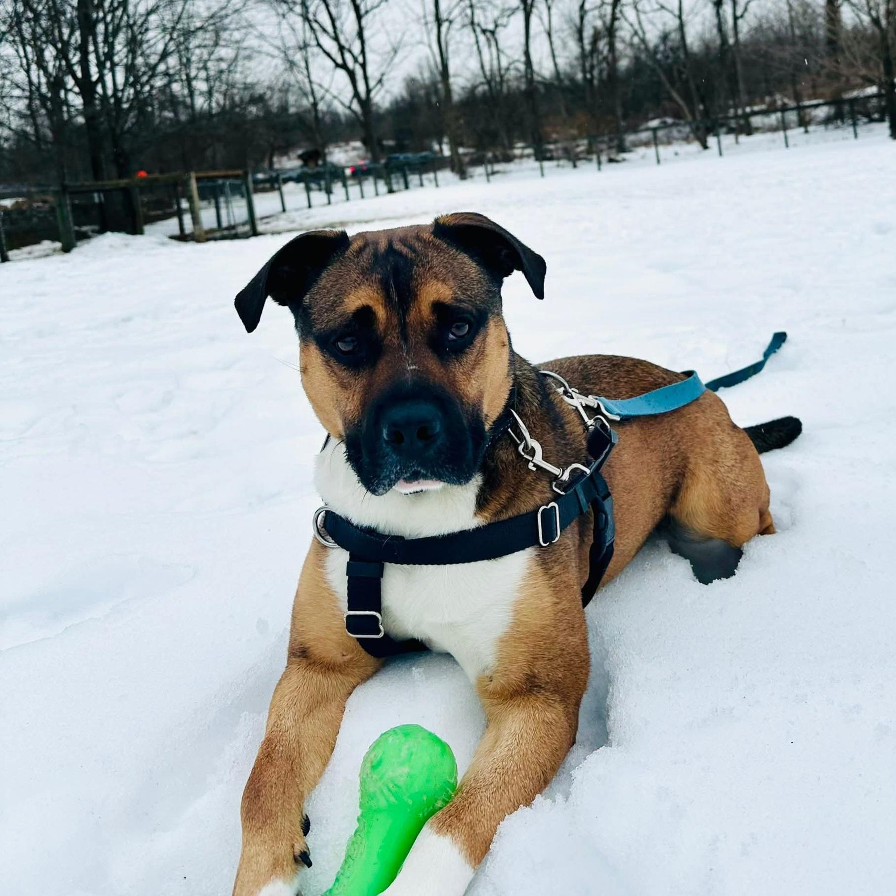 Beso, Adoptable, Young Male American Bully & Boxer.