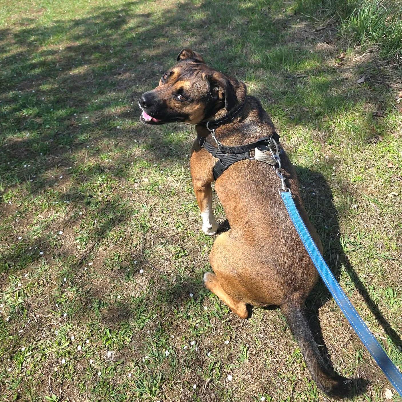 Enlarge Beso, a Adoptable mixed breed in Phoenixville, PA image 2/6