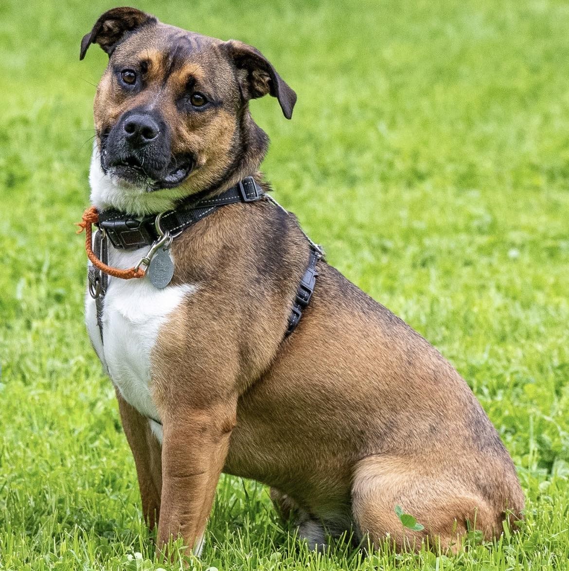 Enlarge Beso, a Adoptable mixed breed in Phoenixville, PA image 4/6