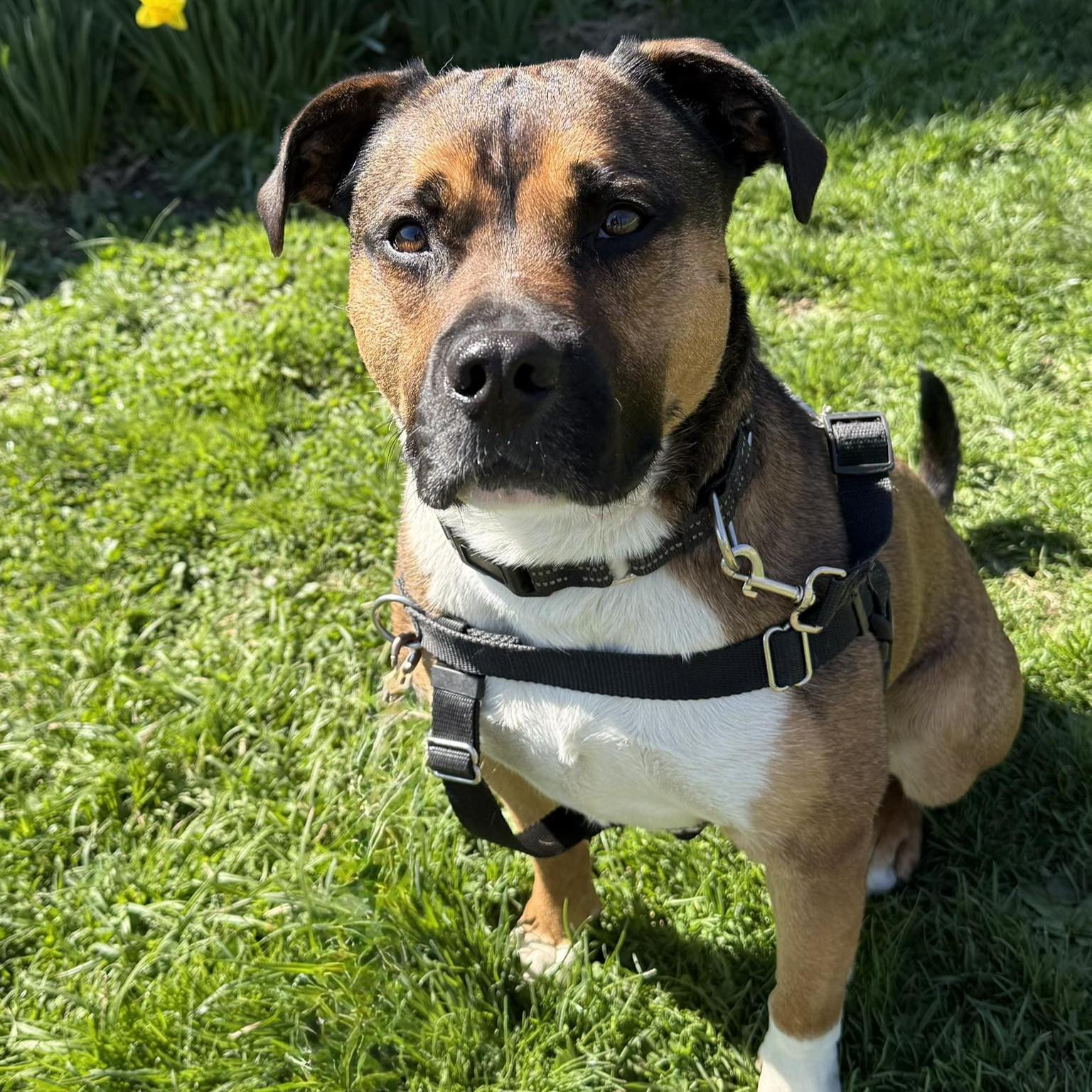 Beso, Adoptable, Young Male American Bully & Boxer.