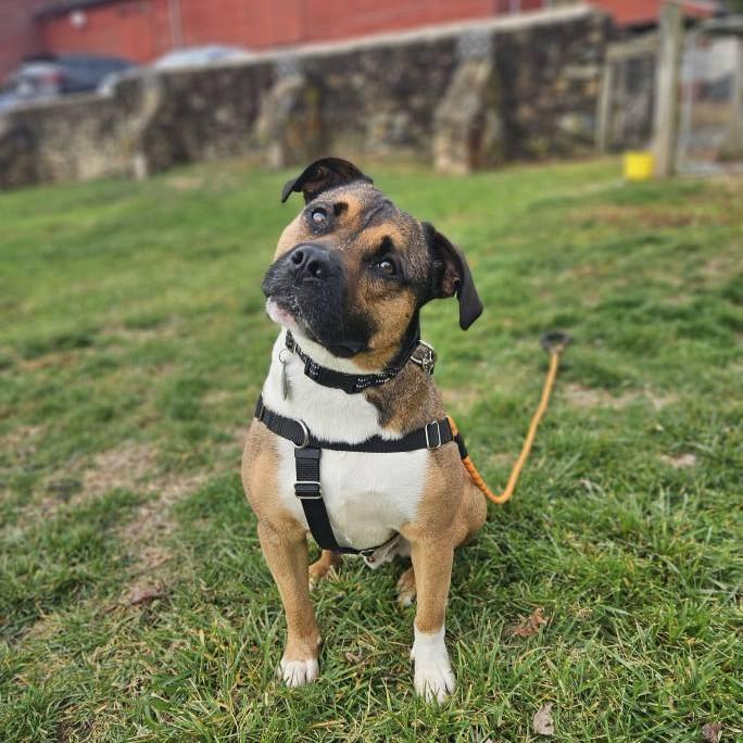 Beso, Adoptable, Young Male American Bully & Boxer.