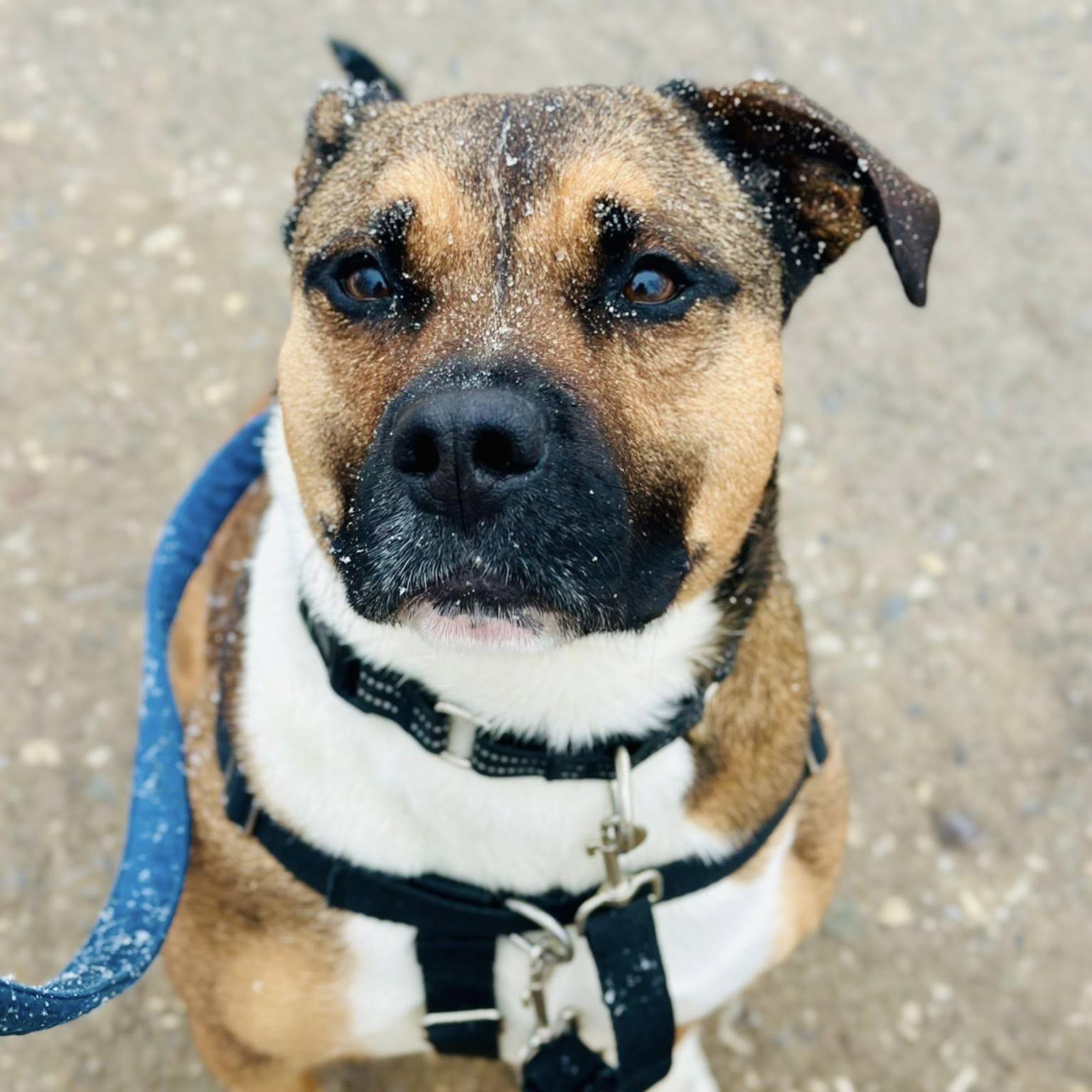 Enlarge Beso, a Adoptable mixed breed in Phoenixville, PA image 2/6