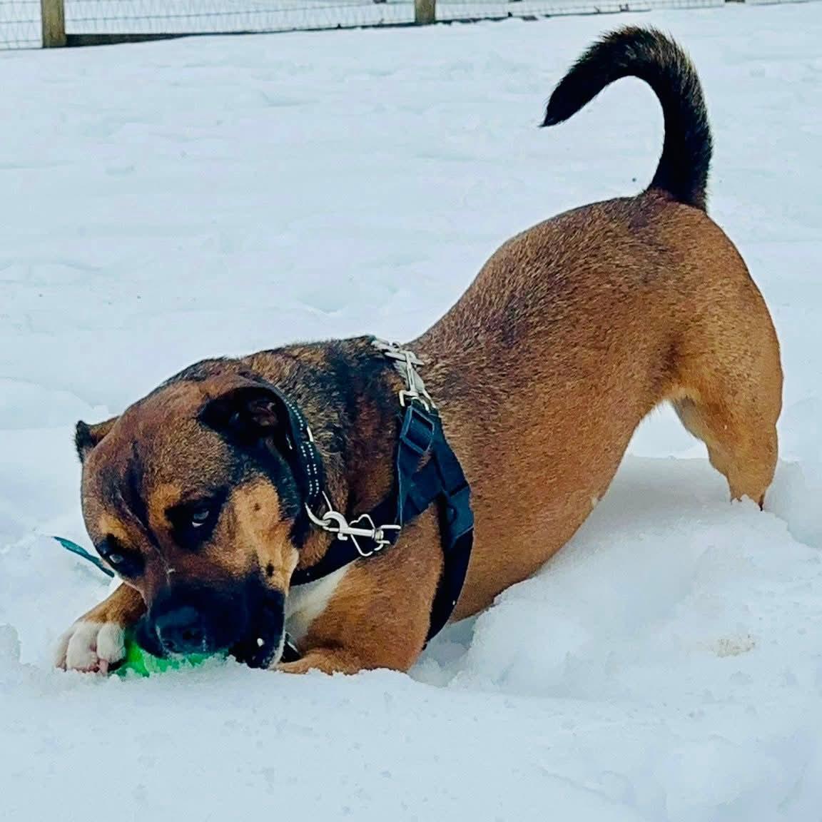 Enlarge Beso, a Adoptable mixed breed in Phoenixville, PA image 6/6