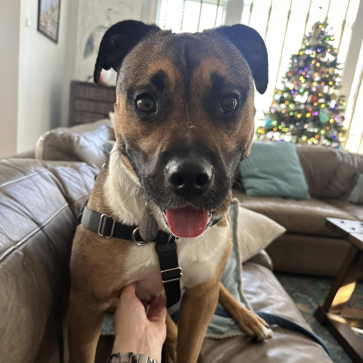 Enlarge Beso, a Adoptable mixed breed in Phoenixville, PA image 6/6