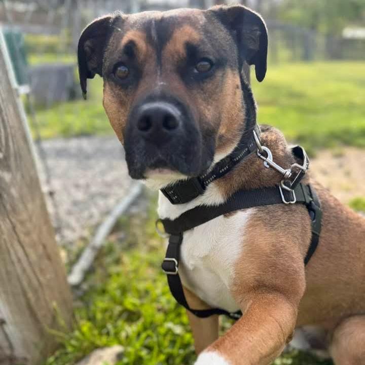 Beso, a Adoptable mixed breed in Phoenixville, PA image 2/6