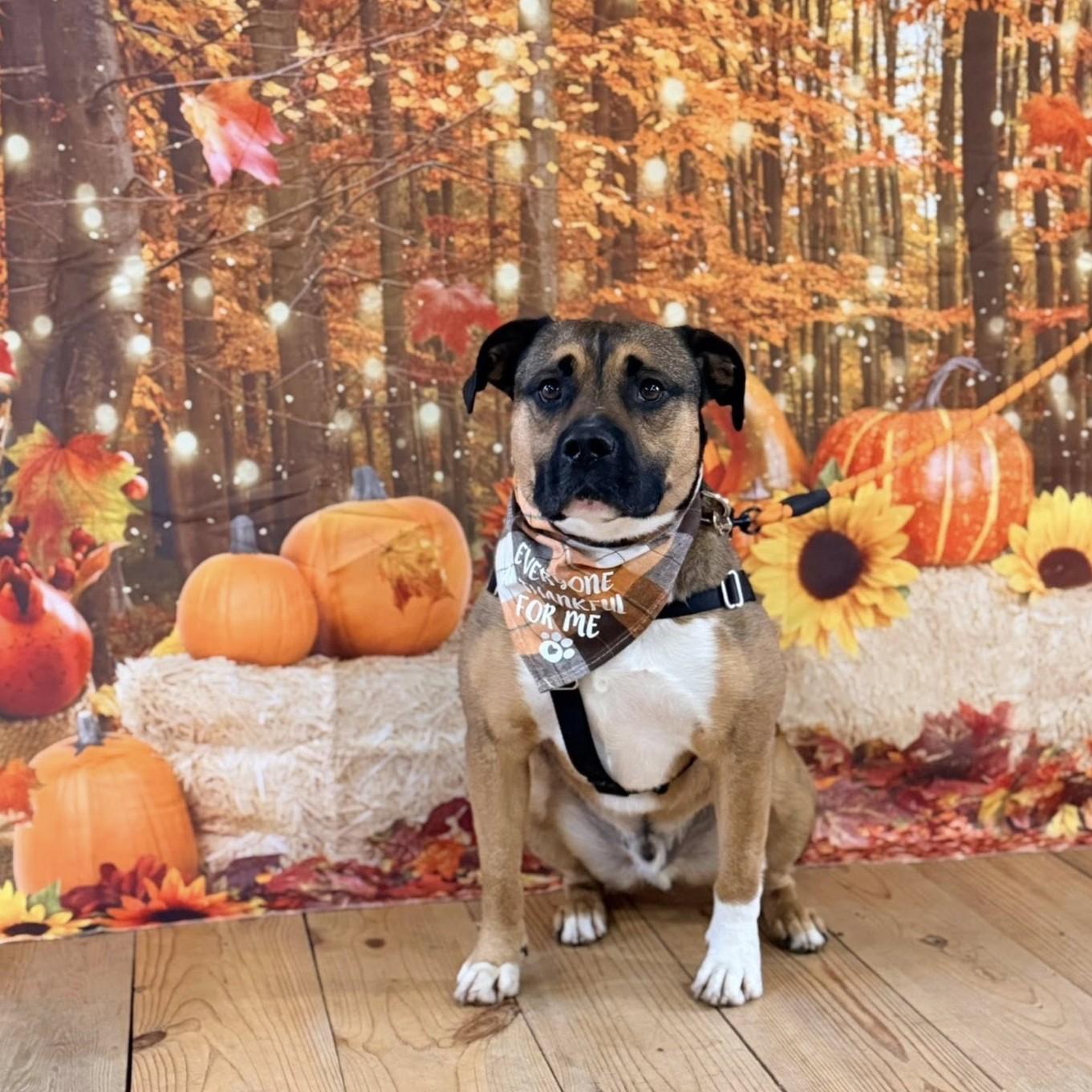 Beso, Adoptable, Young Male American Bully & Boxer.