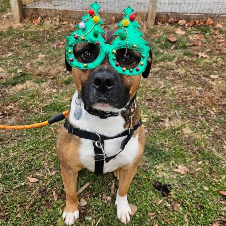 Beso, Adoptable, Young Male American Bully & Boxer.