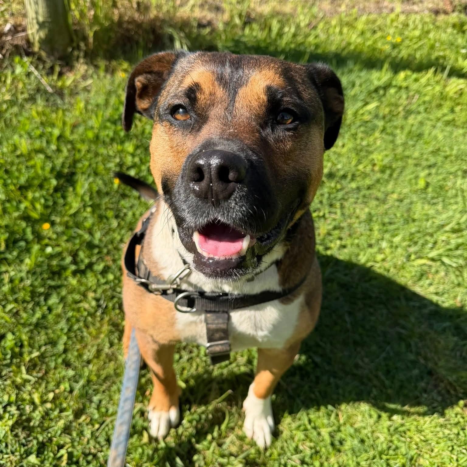 Beso, Adoptable, Young Male American Bully & Boxer.