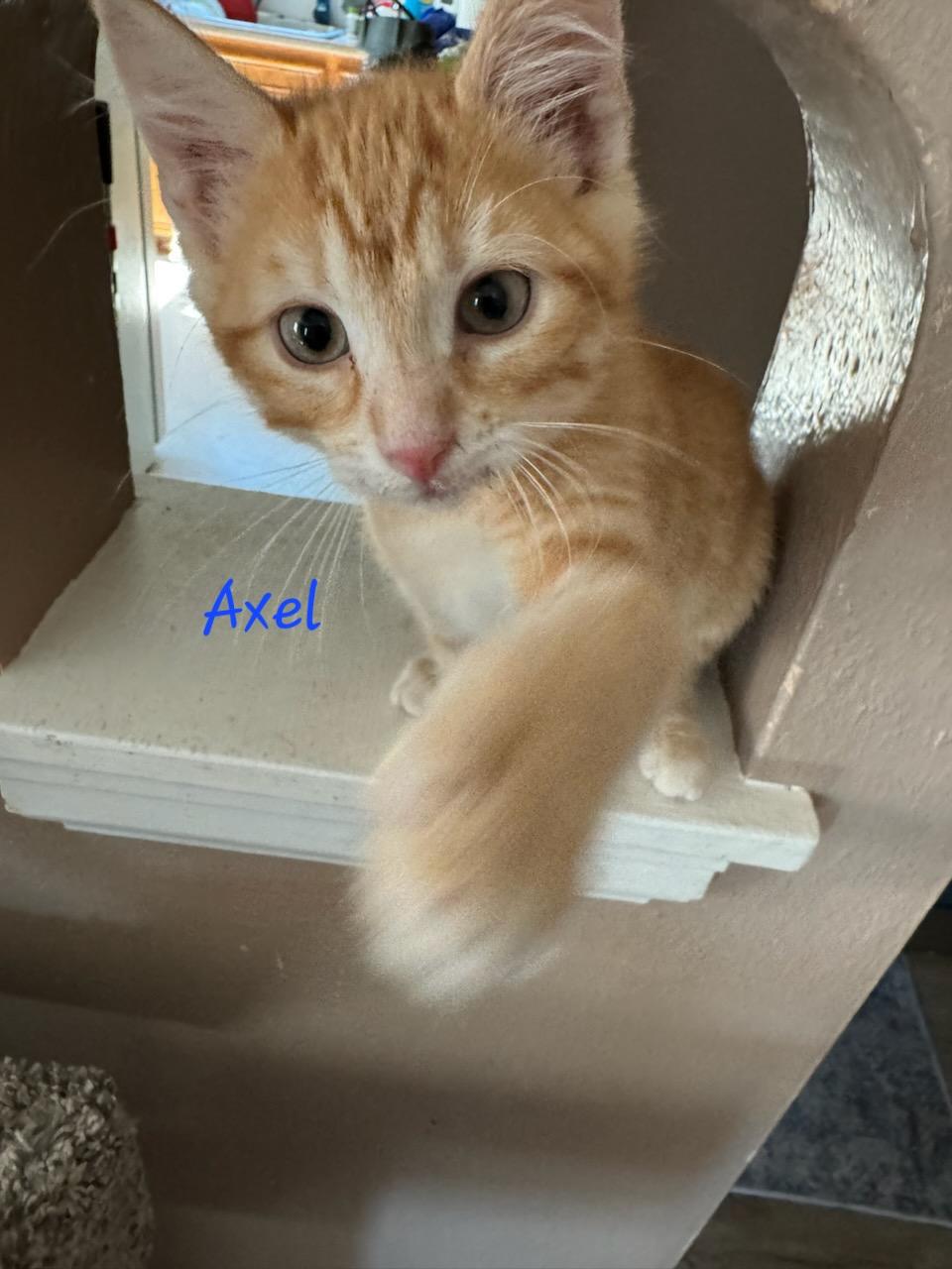 Axel