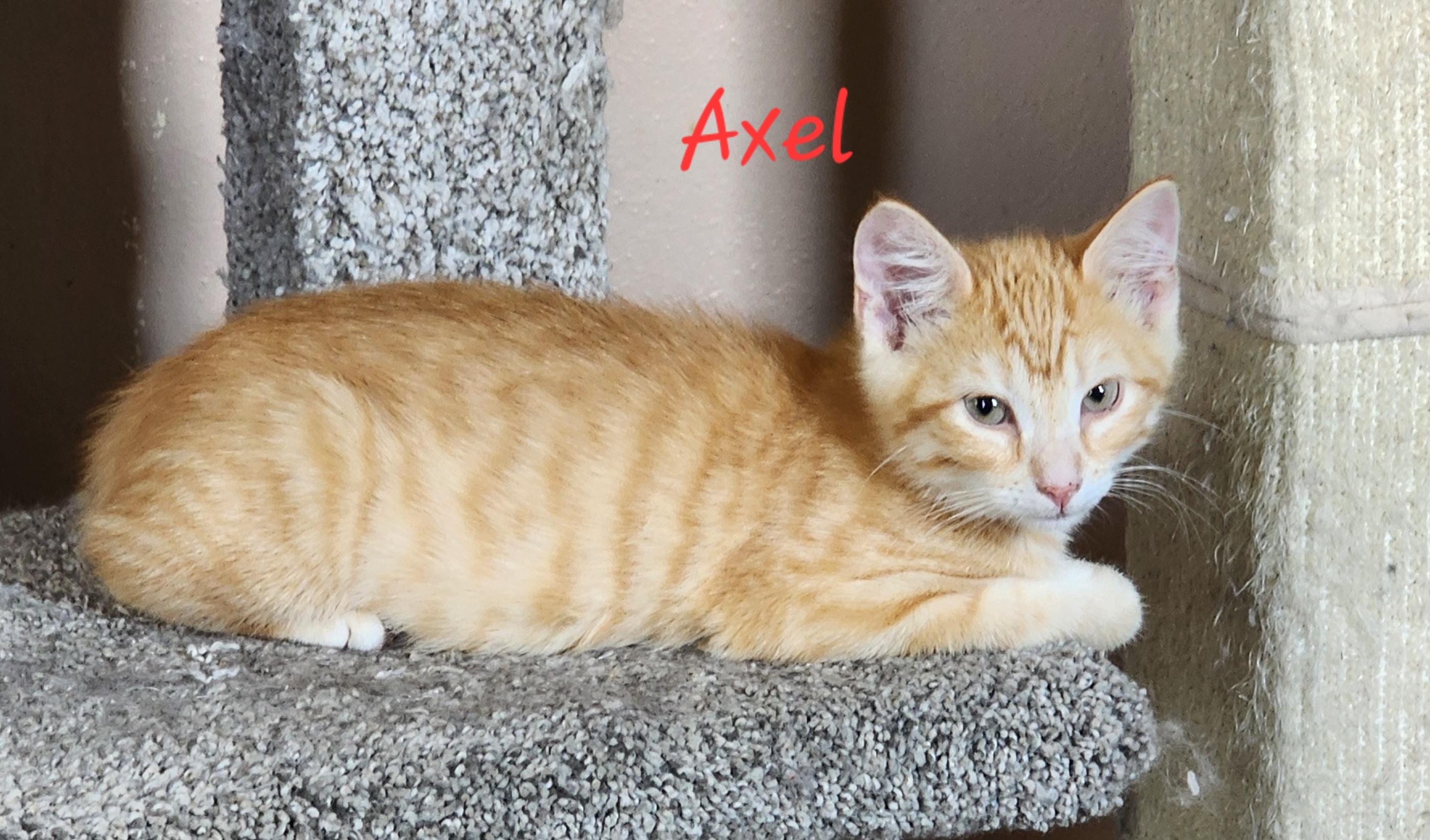 Axel, Adoptable, Kitten Male Domestic Short Hair.