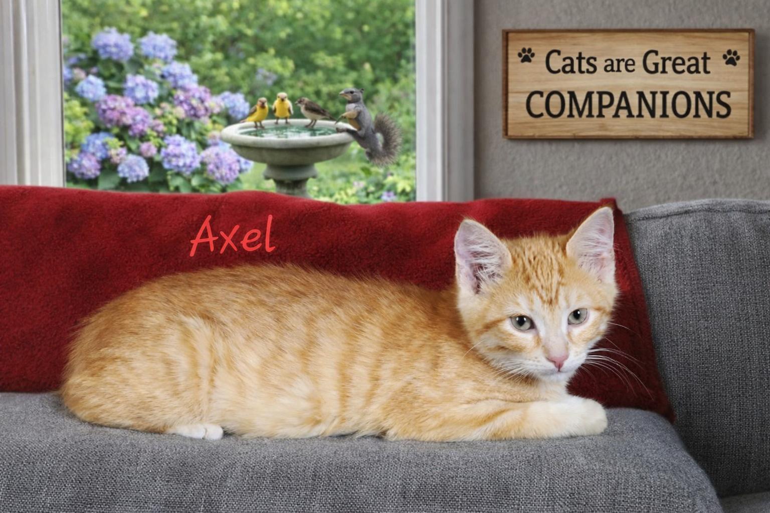 Axel, Adoptable, Kitten Male Domestic Short Hair.