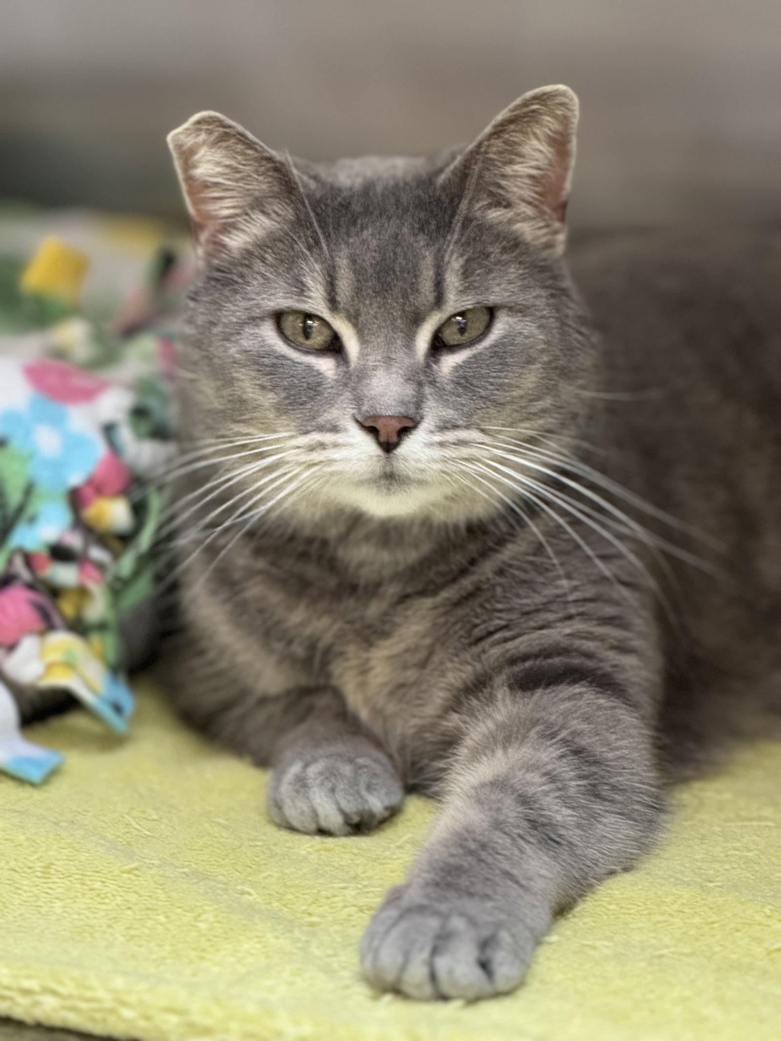 Elowyn, a Adoptable Domestic Short Hair in Wheaton, IL image 1/3