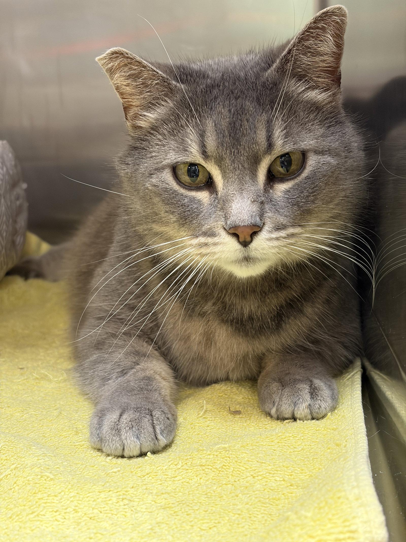 Elowyn, a Adoptable Domestic Short Hair in Wheaton, IL image 2/3