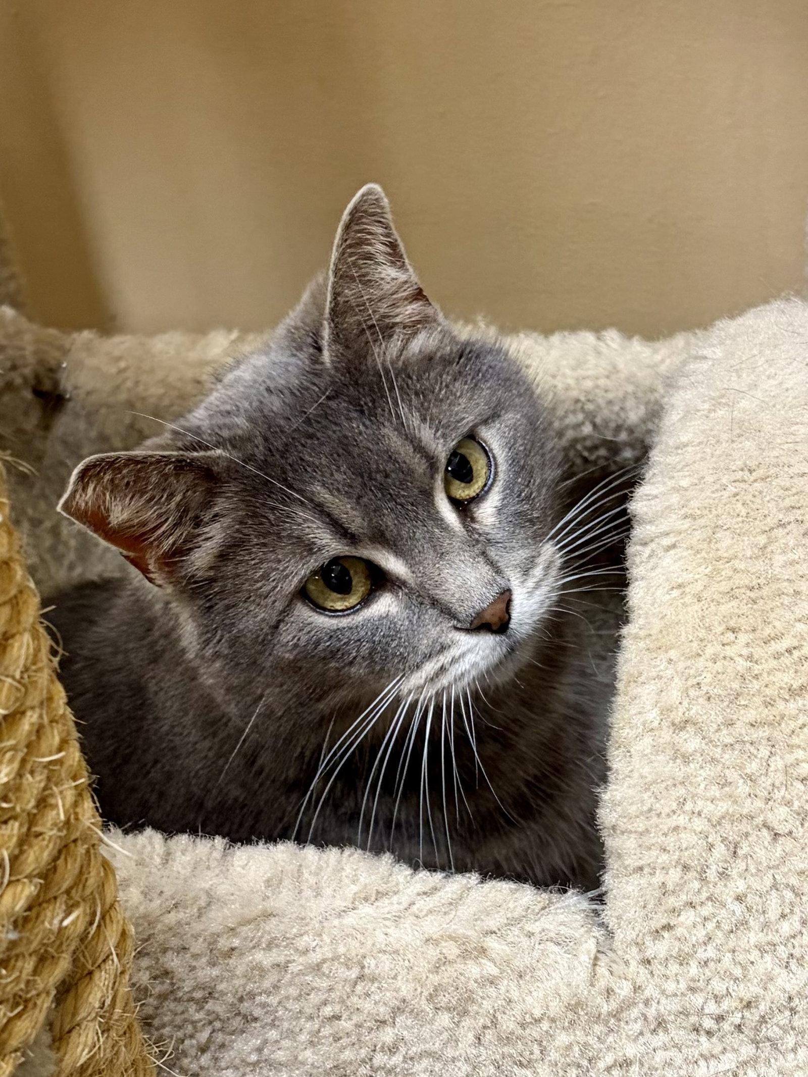 Elowyn, a Adoptable Domestic Short Hair in Wheaton, IL image 3/3