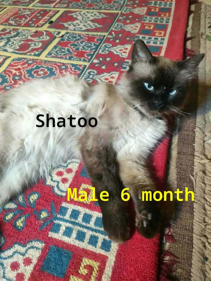 Shatoo (Birman), adopted, Young Male Birman.