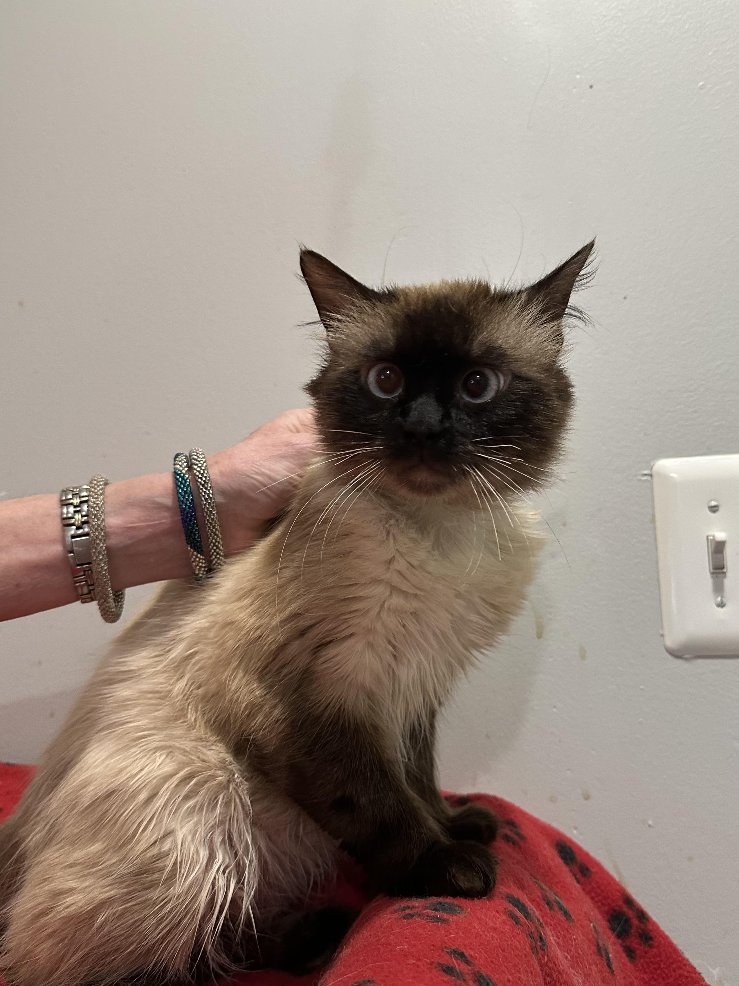 Enlarge Shatoo (Birman), an adopted Birman in Fairfax, VA image 3/3