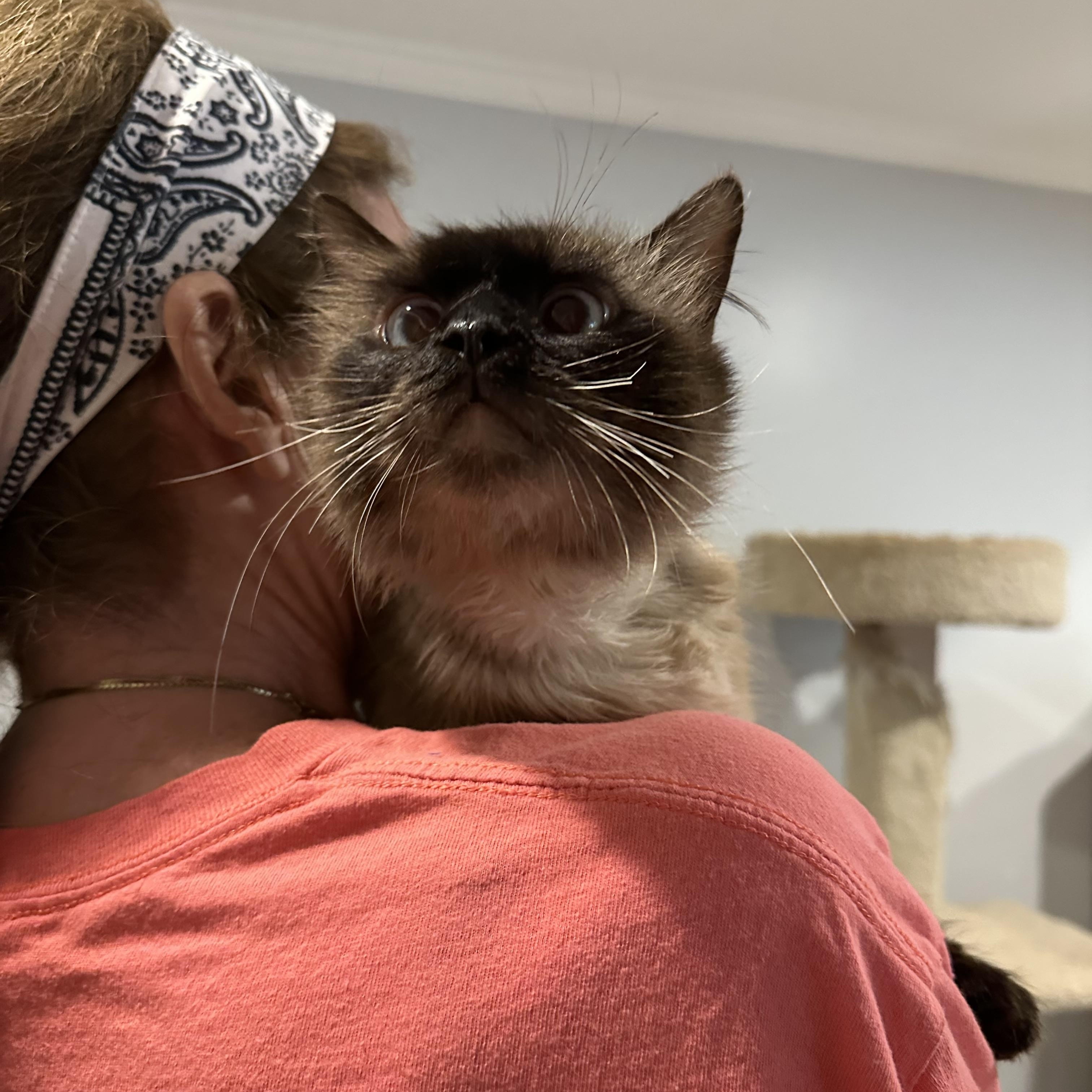 Enlarge Shatoo (Birman), an adopted Birman in Fairfax, VA image 2/3