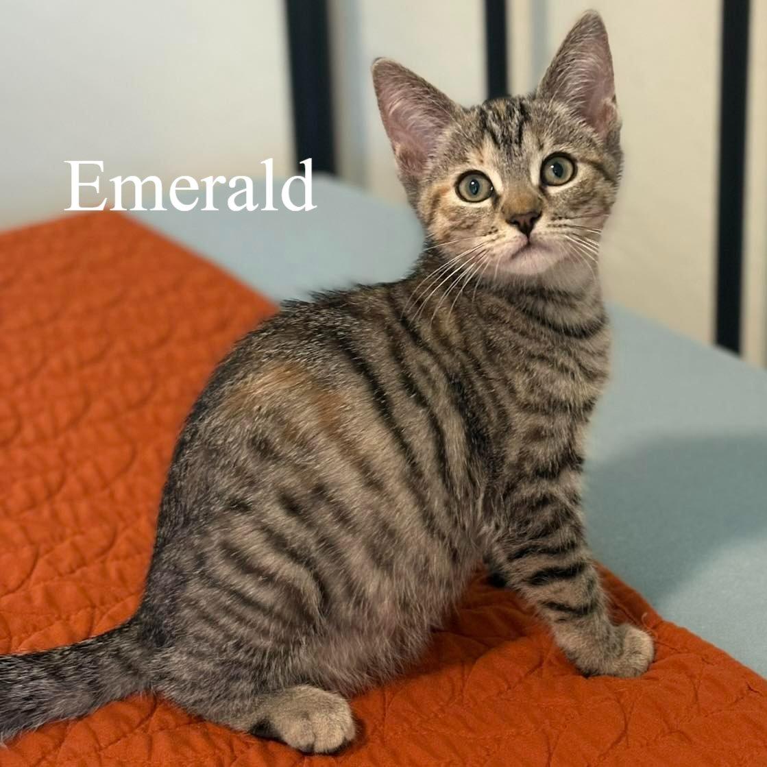 Enlarge Emerald, a ADOPTABLE Domestic Short Hair in Queen Creek, AZ image 1/2