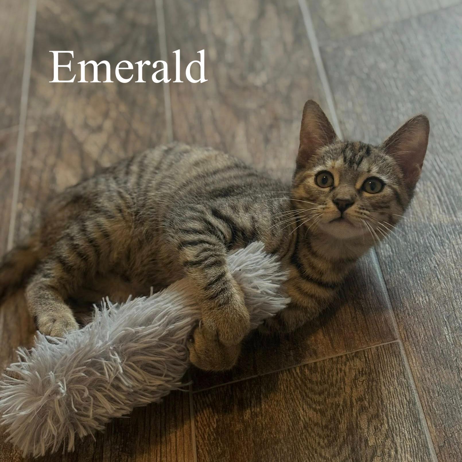 Enlarge Emerald, a ADOPTABLE Domestic Short Hair in Queen Creek, AZ image 2/2