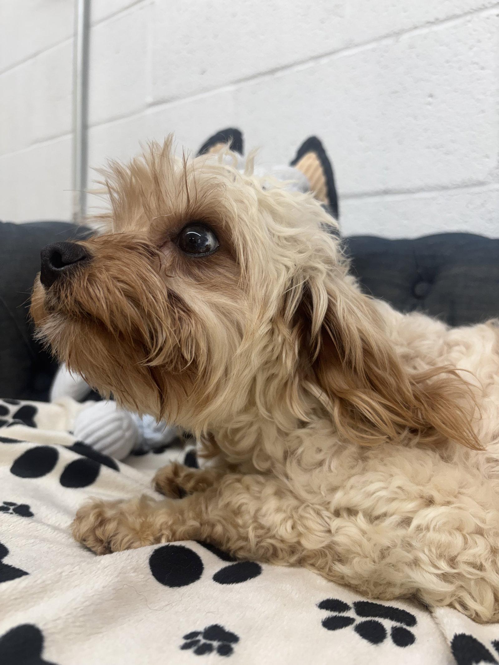 Nala, Adopted, Young Female Yorkshire Terrier & Poodle.