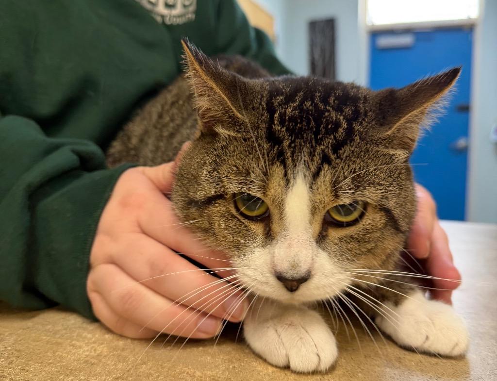 Enlarge Excavator, a Adoptable Domestic Short Hair in Ocala, FL image 1/2