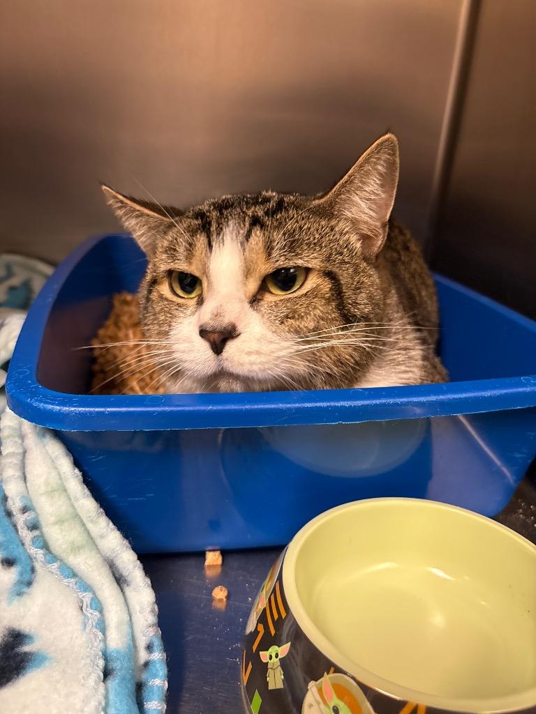 Enlarge Excavator, a Adoptable Domestic Short Hair in Ocala, FL image 2/2