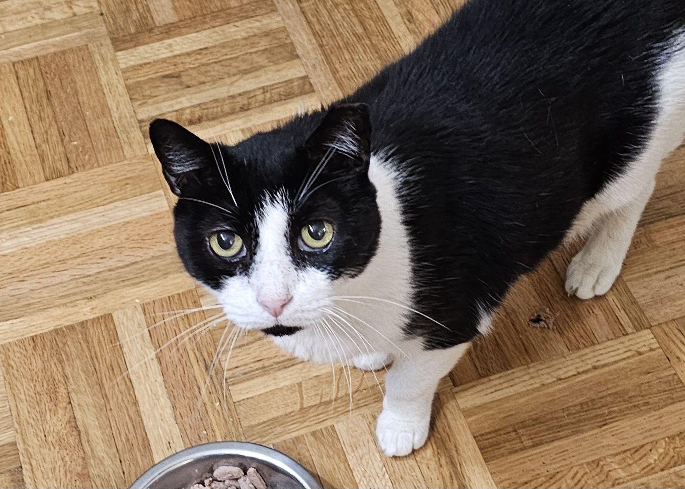 Max, Adoptable, Adult Male Domestic Short Hair & Tuxedo.