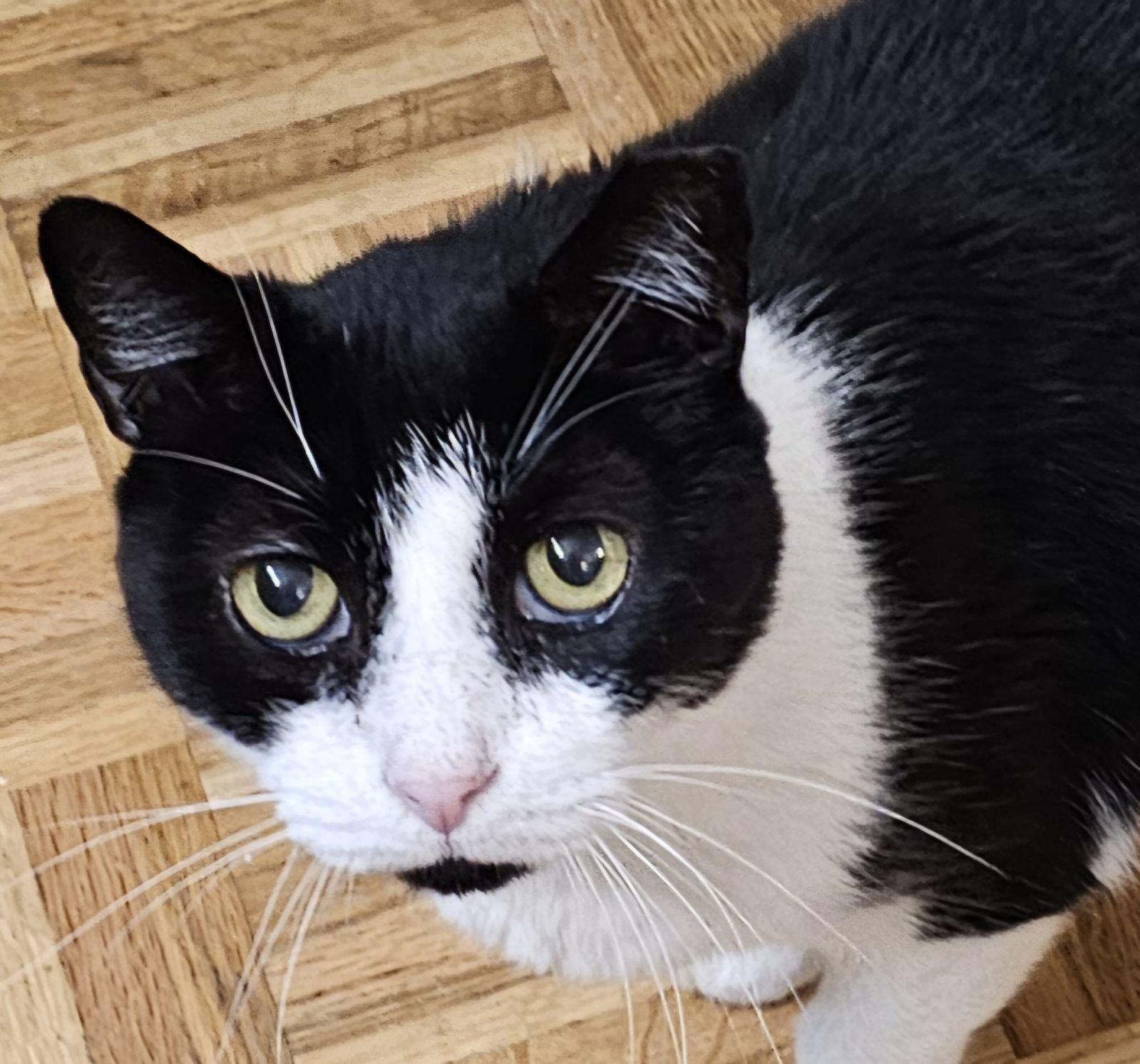 Max, a Adoptable mixed breed image 2/3