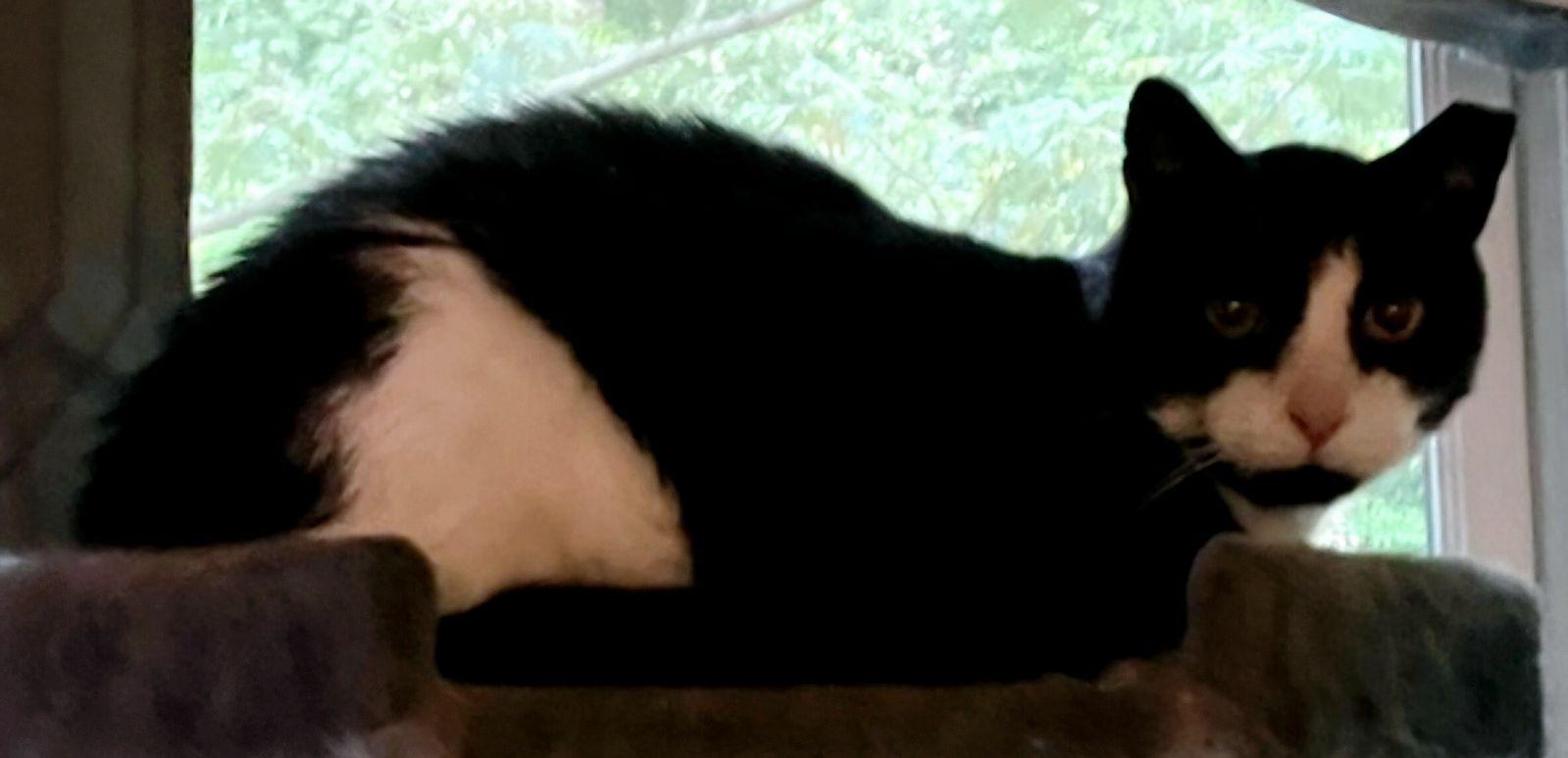 Max, a Adoptable mixed breed image 3/3