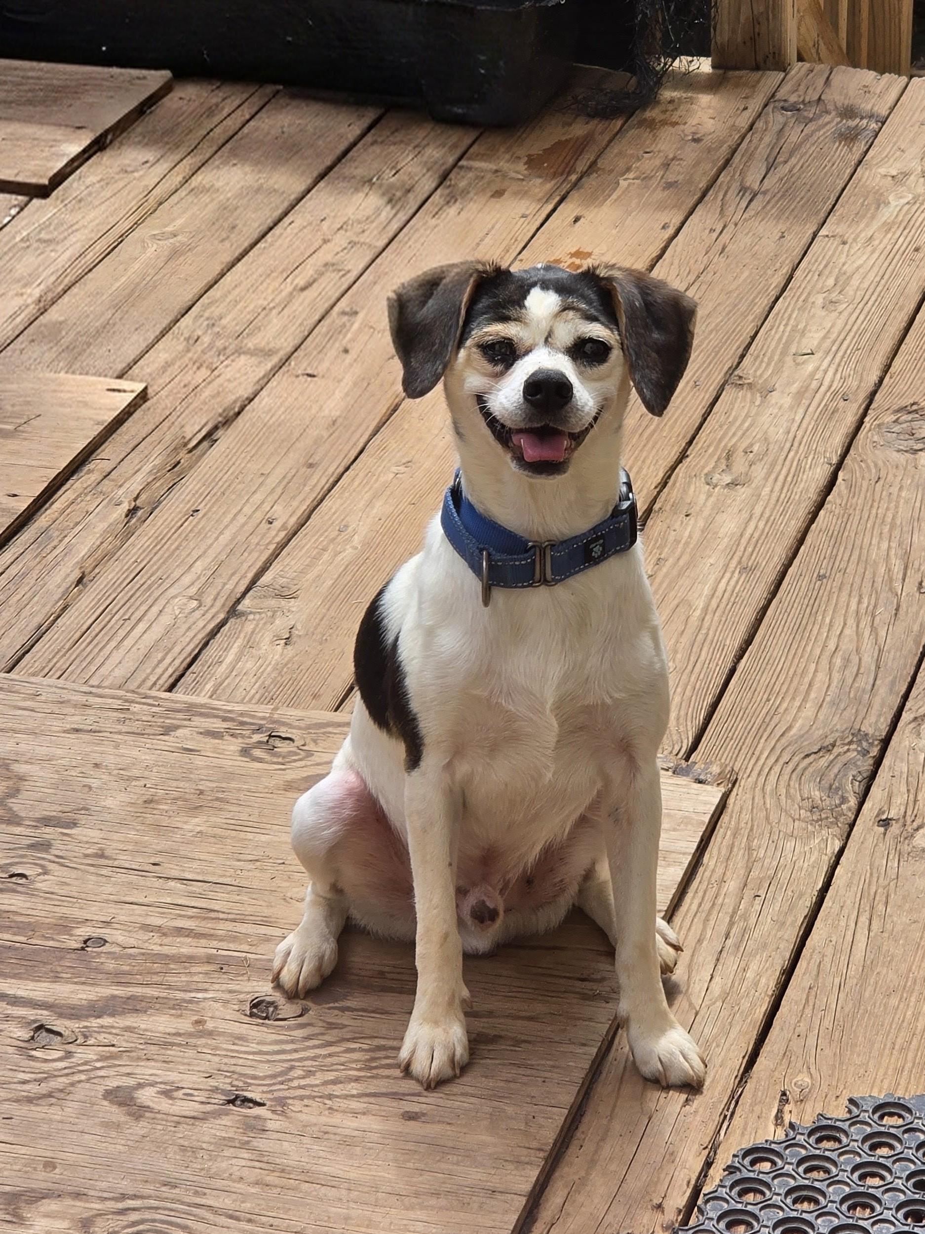RINGO--FEE WAIVED, Adoptable, Adult Male Beagle & Mixed Breed.