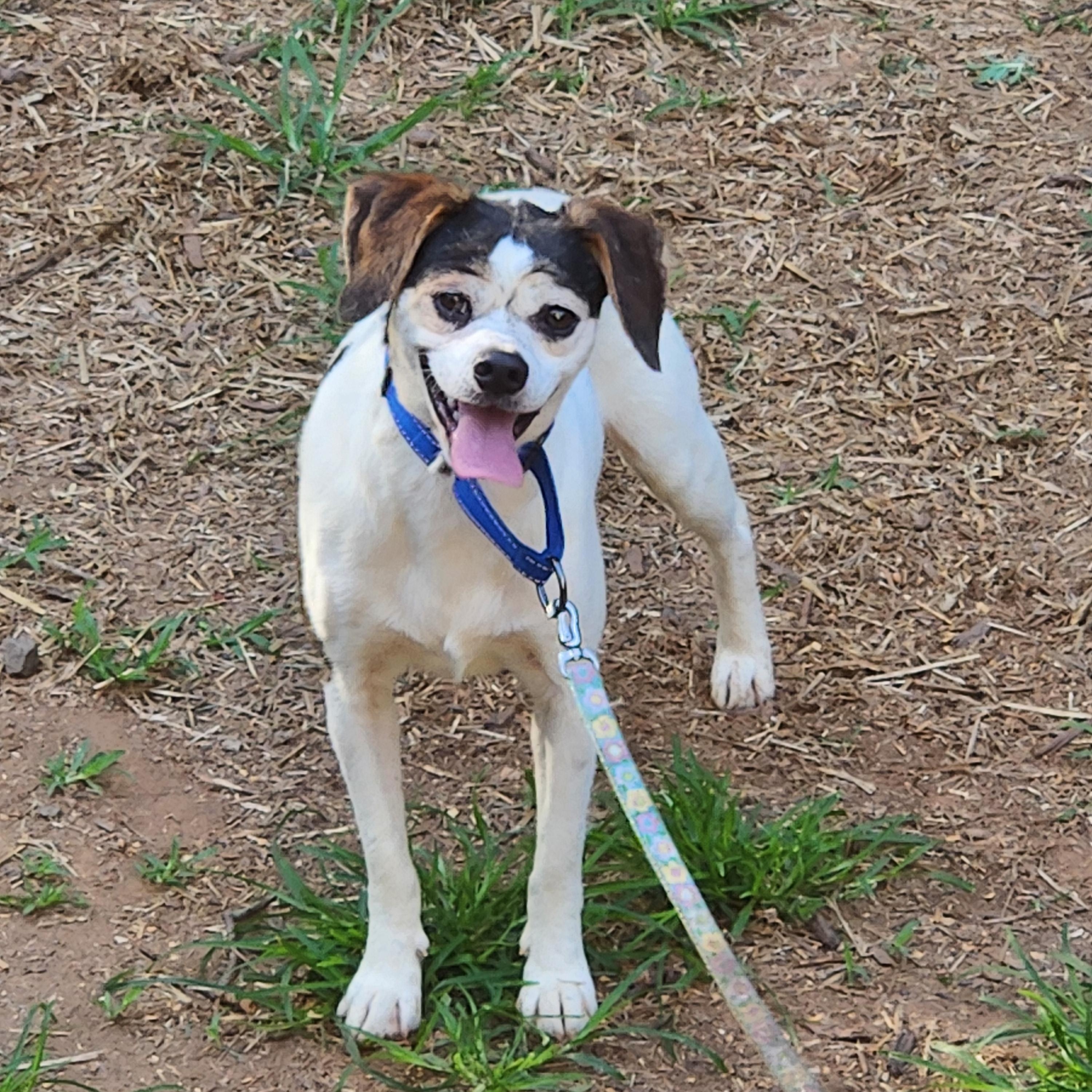 Enlarge RINGO, a ADOPTABLE mixed breed in Troutman, NC image 6/6