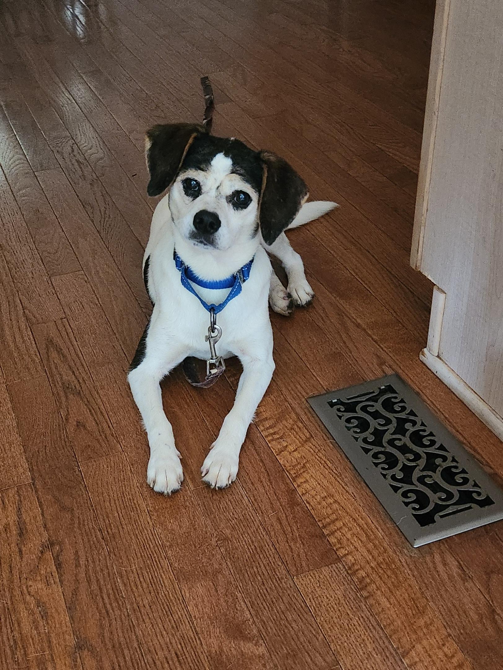 RINGO, ADOPTABLE, Adult Male Beagle & Mixed Breed.