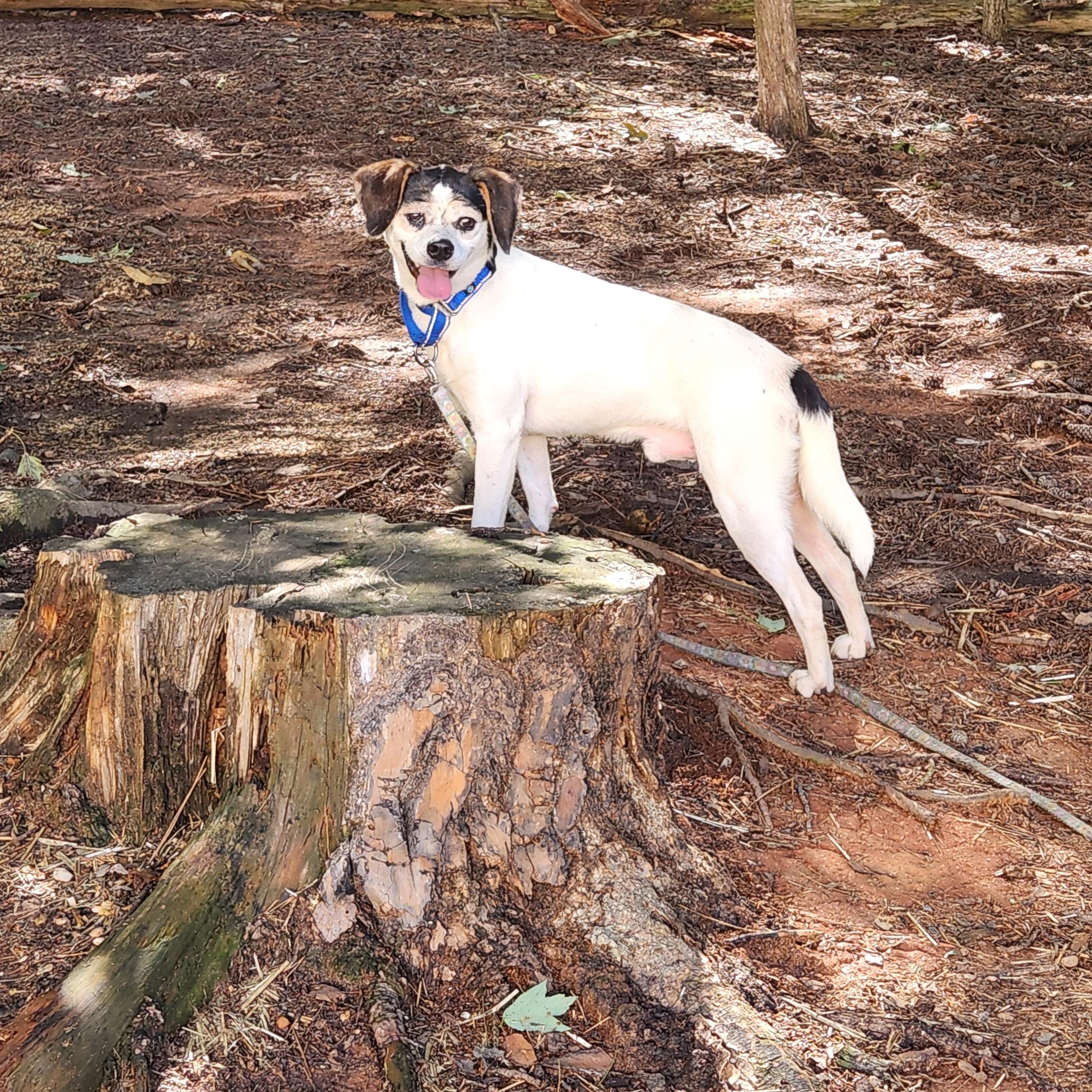 Enlarge RINGO, a ADOPTABLE mixed breed in Troutman, NC image 5/6