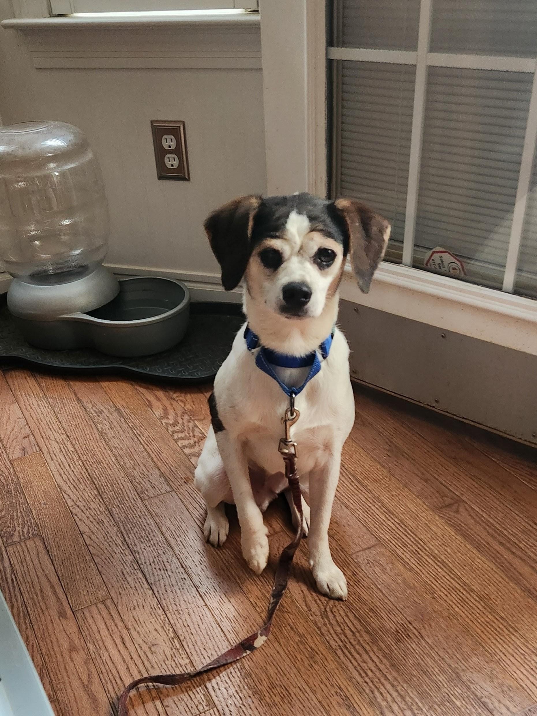 Enlarge RINGO, a ADOPTABLE mixed breed in Troutman, NC image 4/6