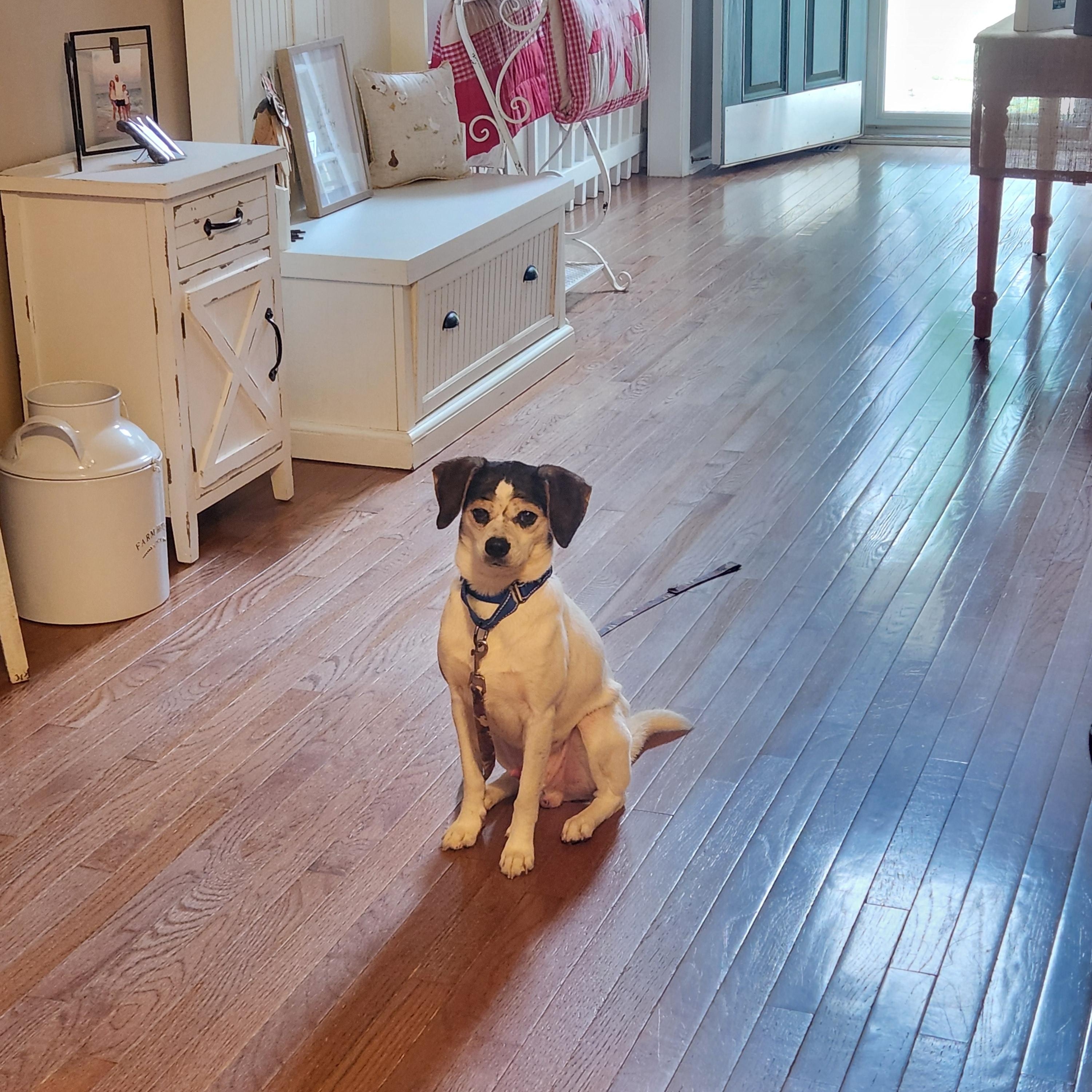 Enlarge RINGO, a ADOPTABLE mixed breed in Troutman, NC image 2/6