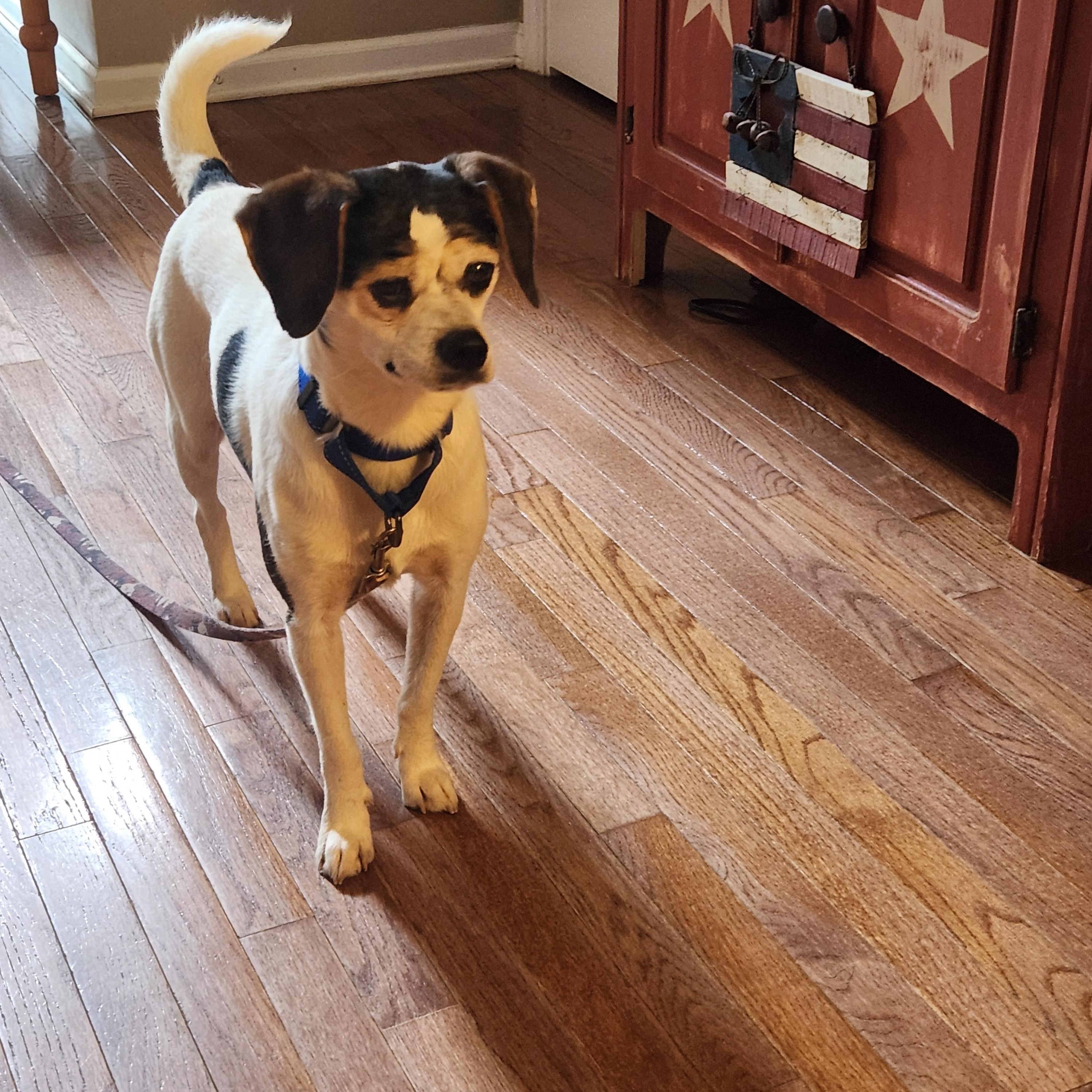 Enlarge RINGO, a ADOPTABLE mixed breed in Troutman, NC image 3/6